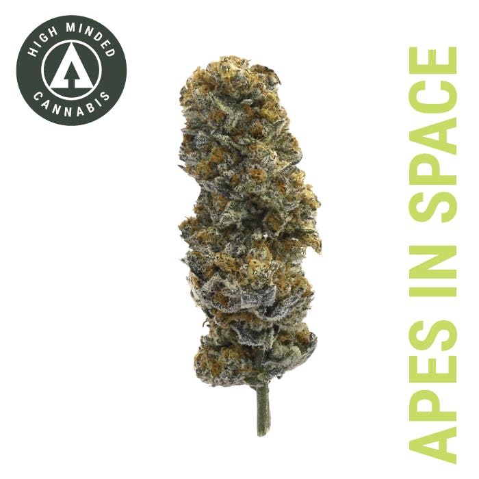 Apes In Space
