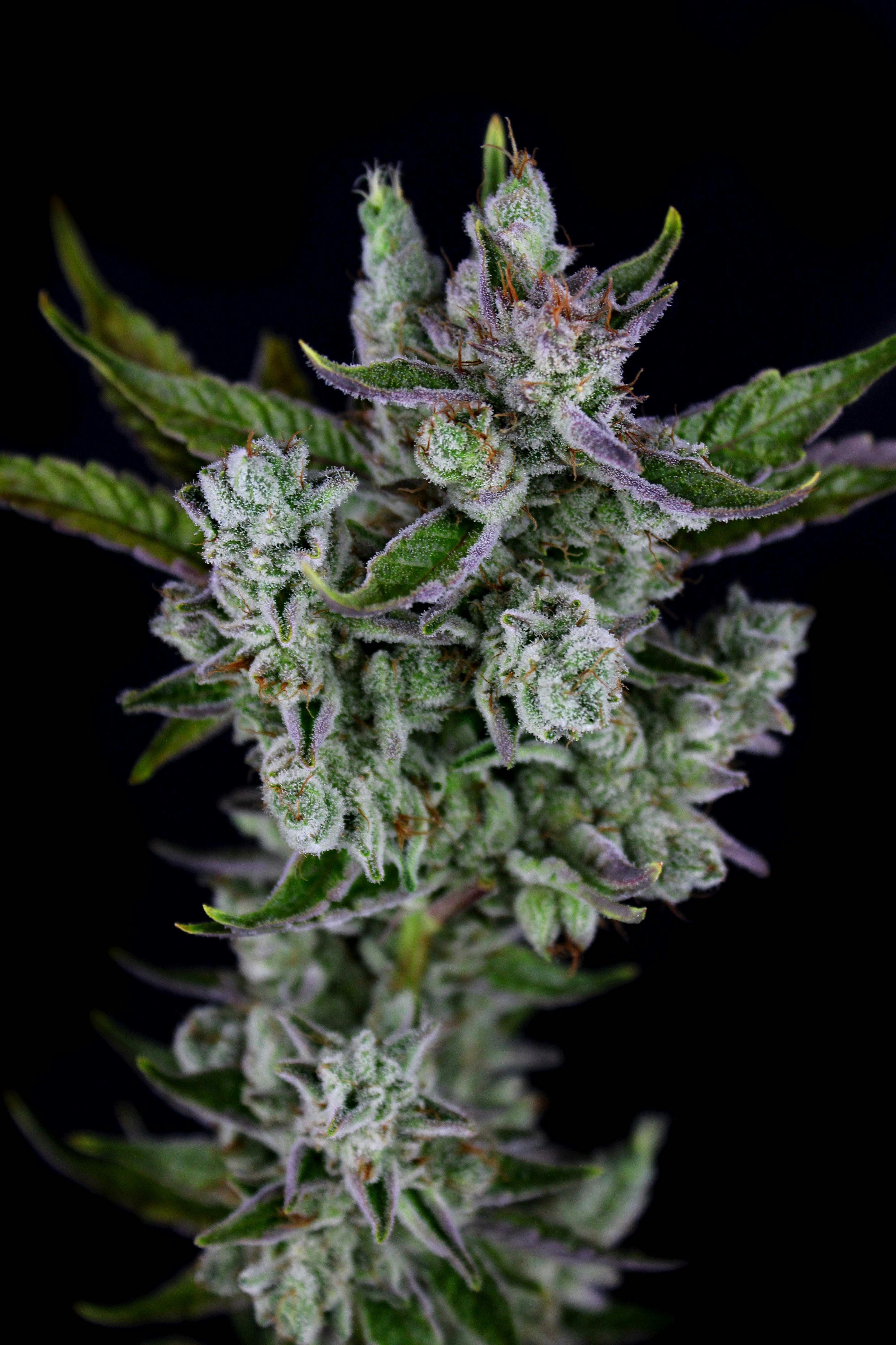 3C | Sasquatch Sap - 1g
