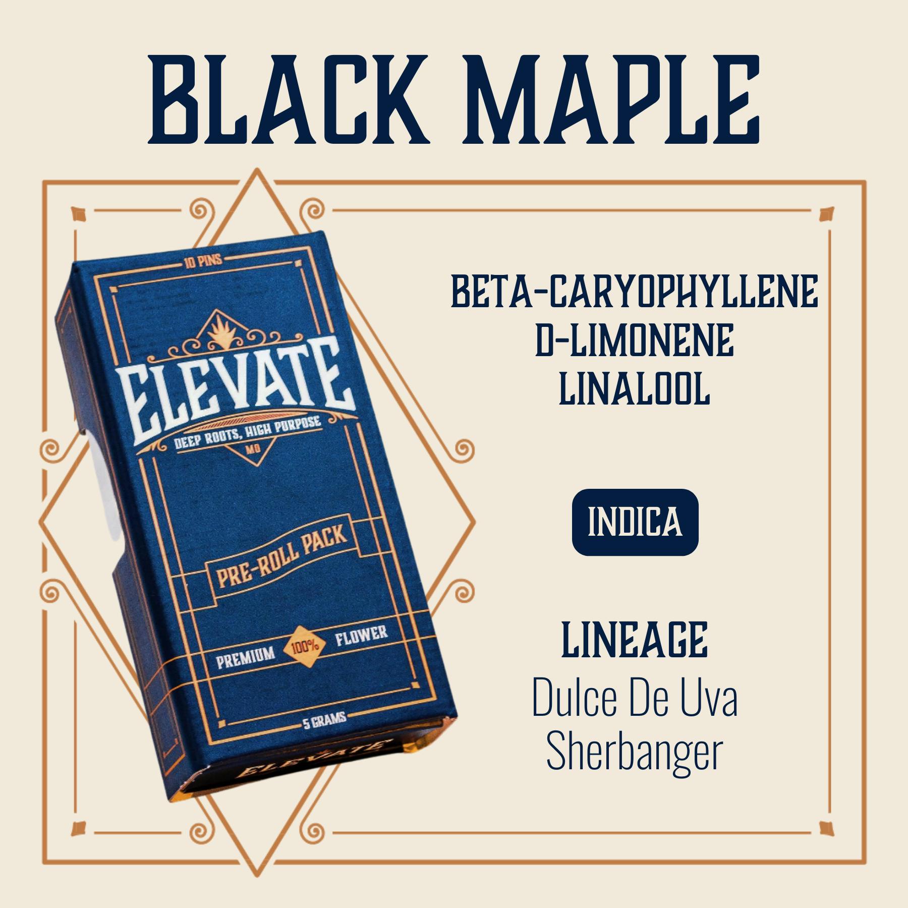 Black Maple - 5g Pin Pack