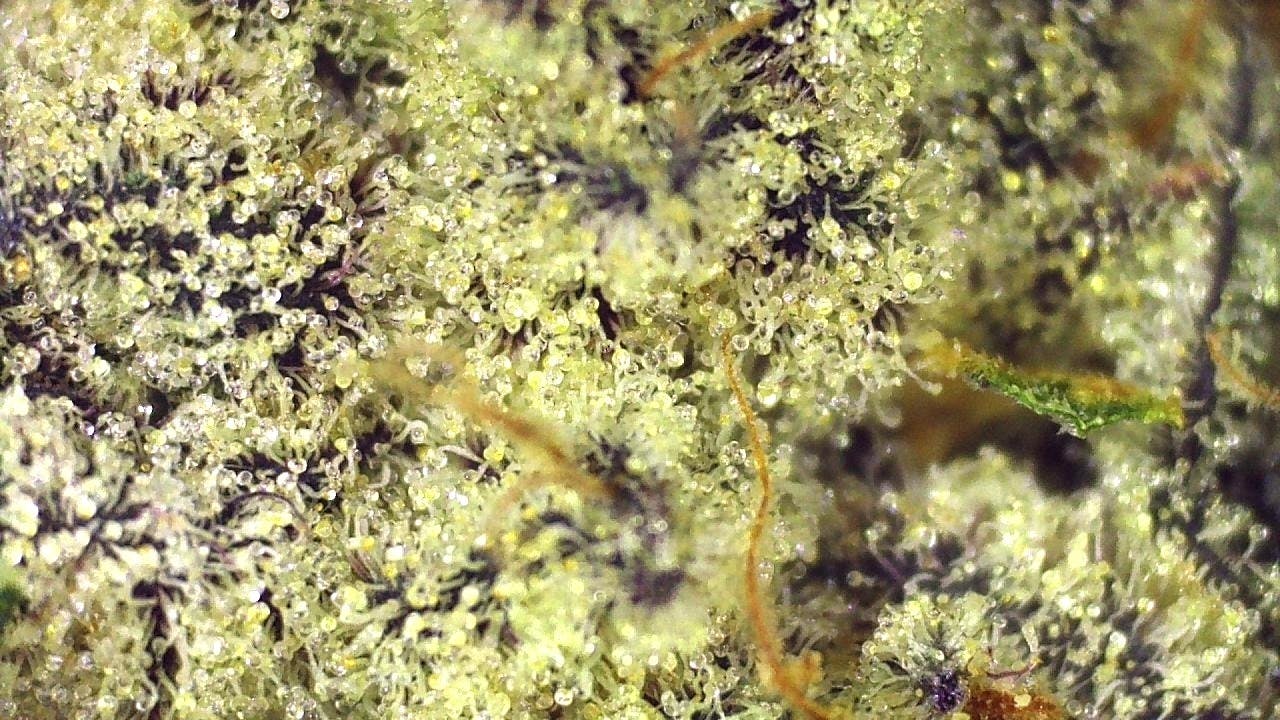 Saturn OG (Indica) Flower 3.5g