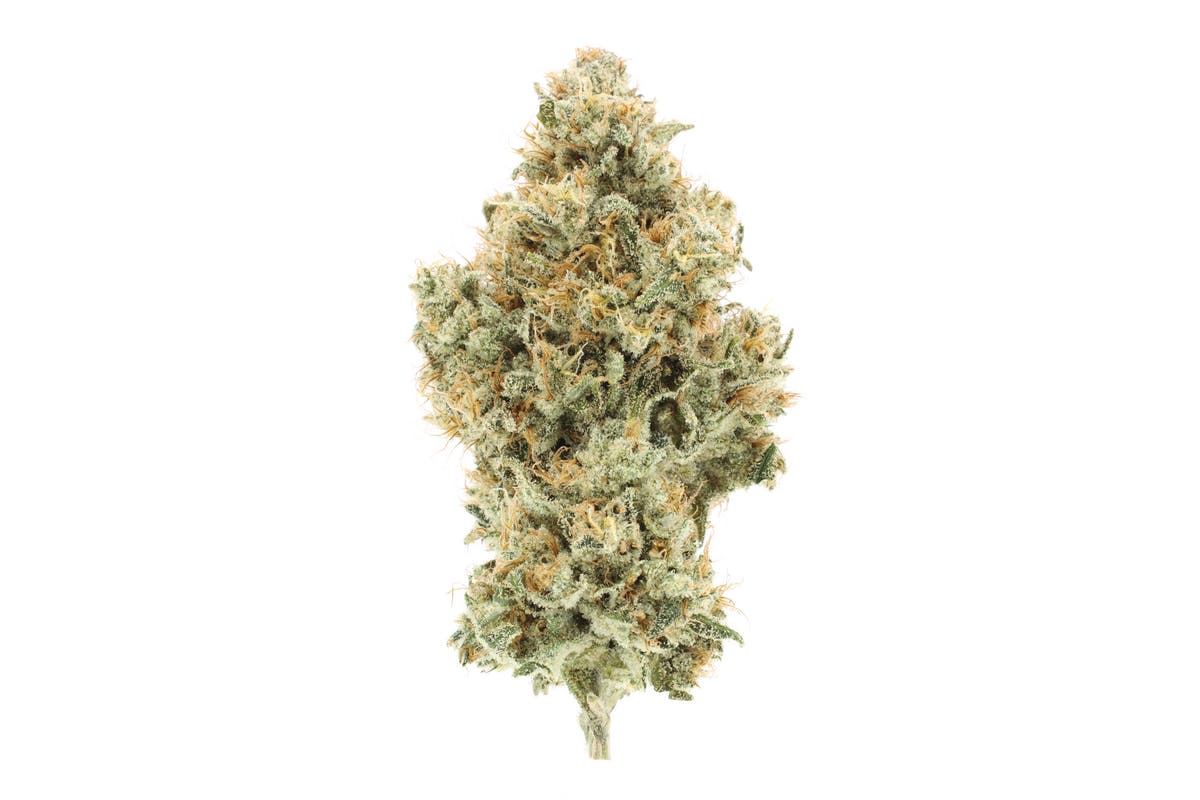 NF1 - 3.5g