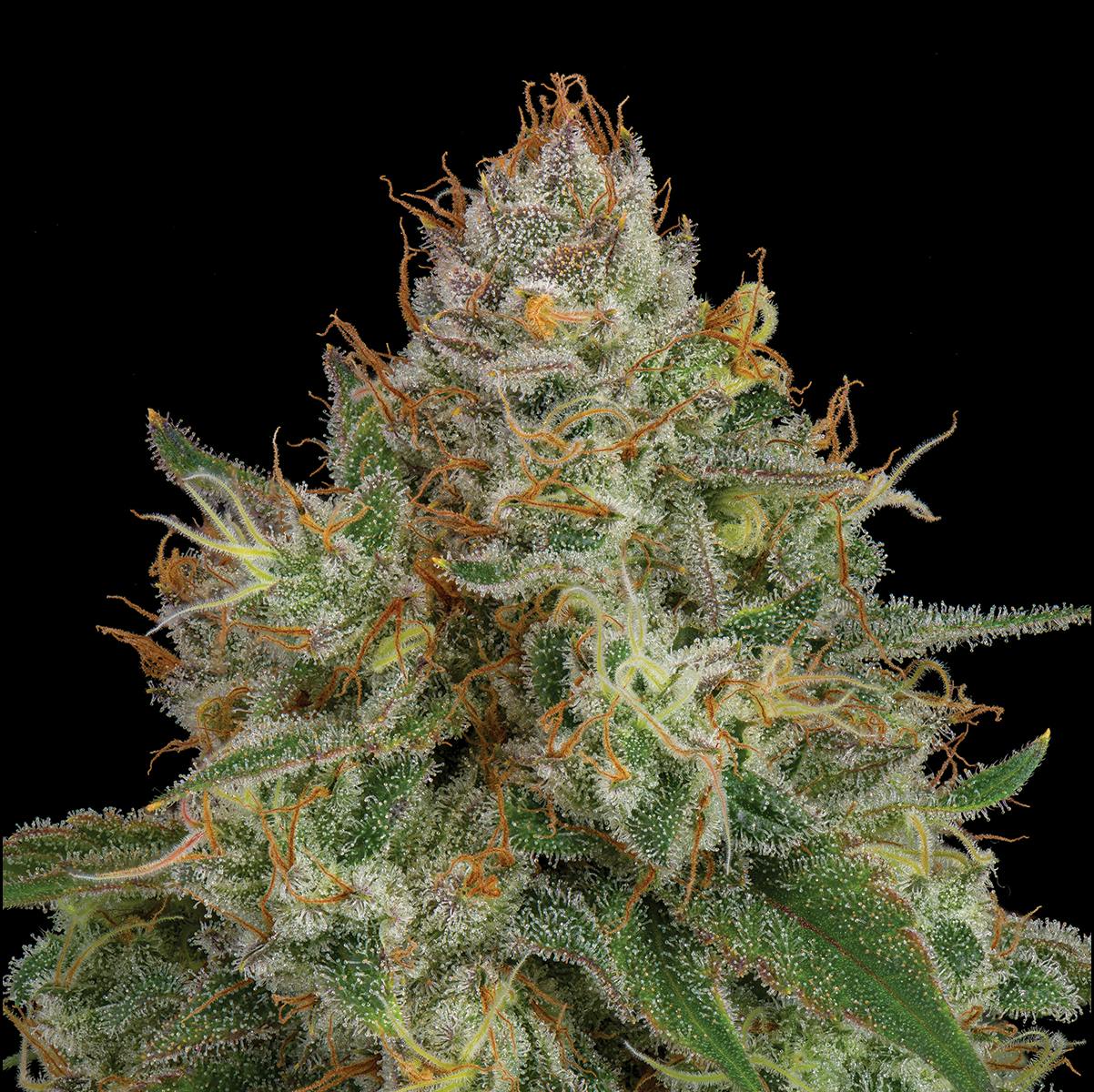 NF1 - 3.5g