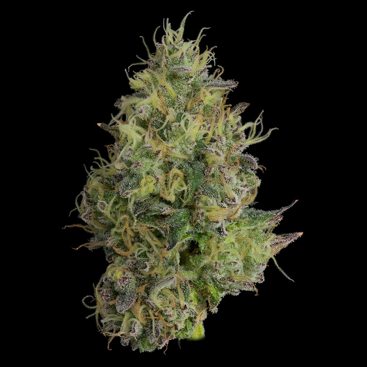 GMO - 1g Pre-roll