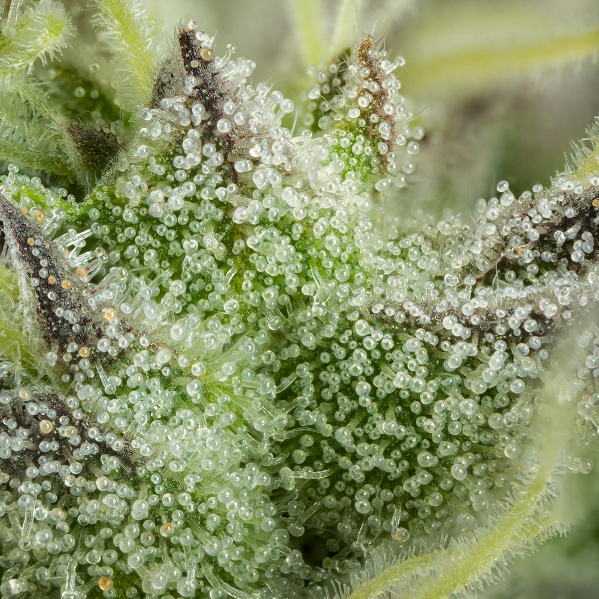 GMO - 1g Pre-roll 3 GMO - 1g Pre-roll