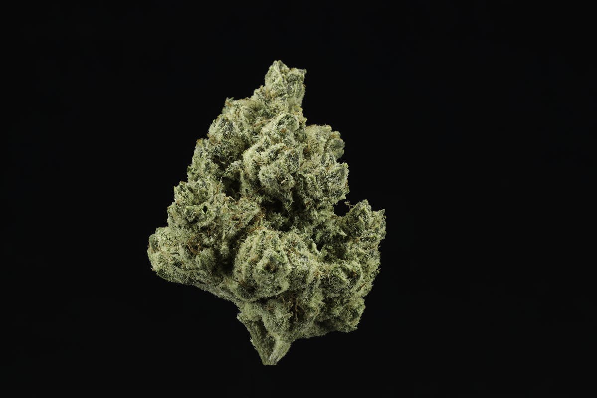 Orange Tree - 3.5g