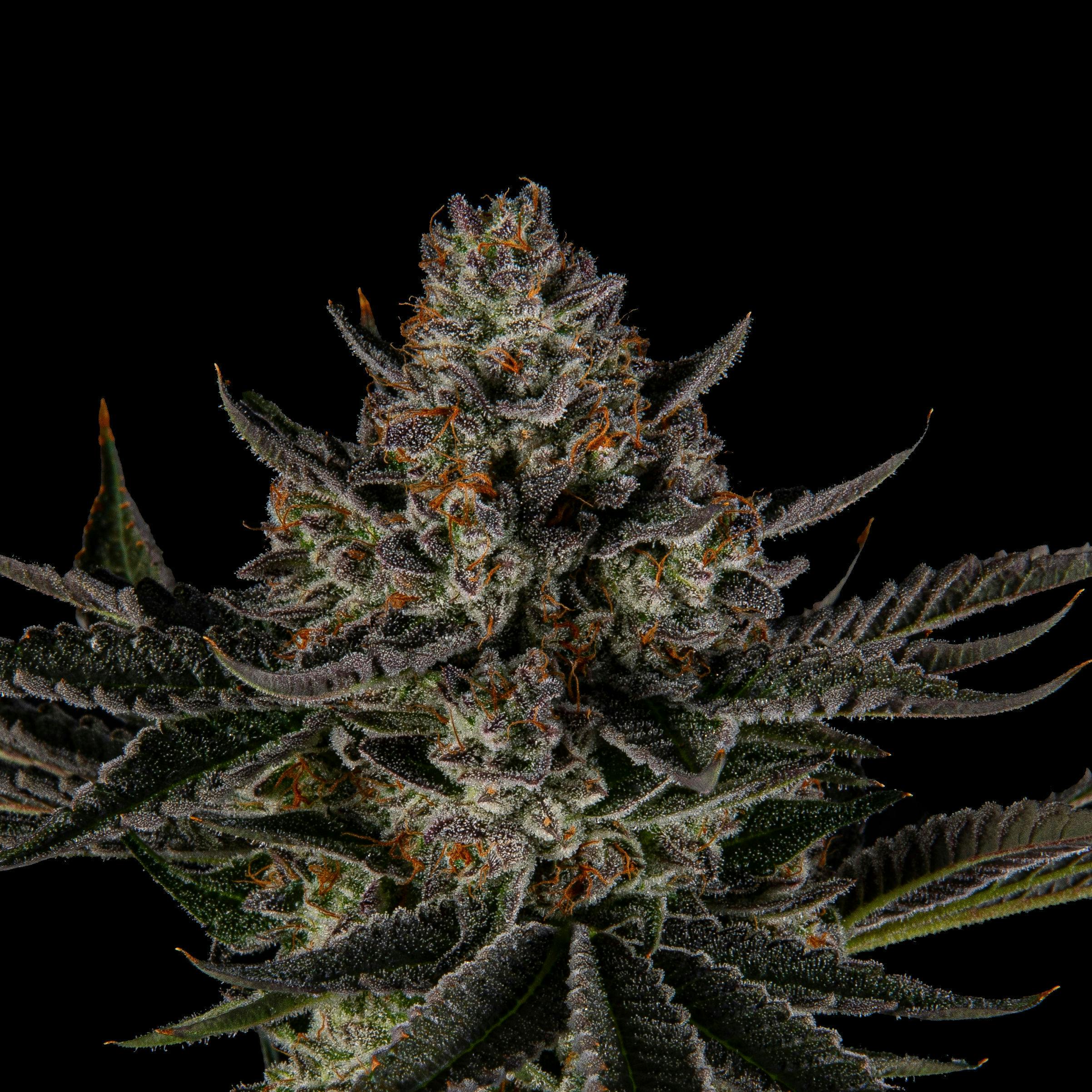 Cherry Butter