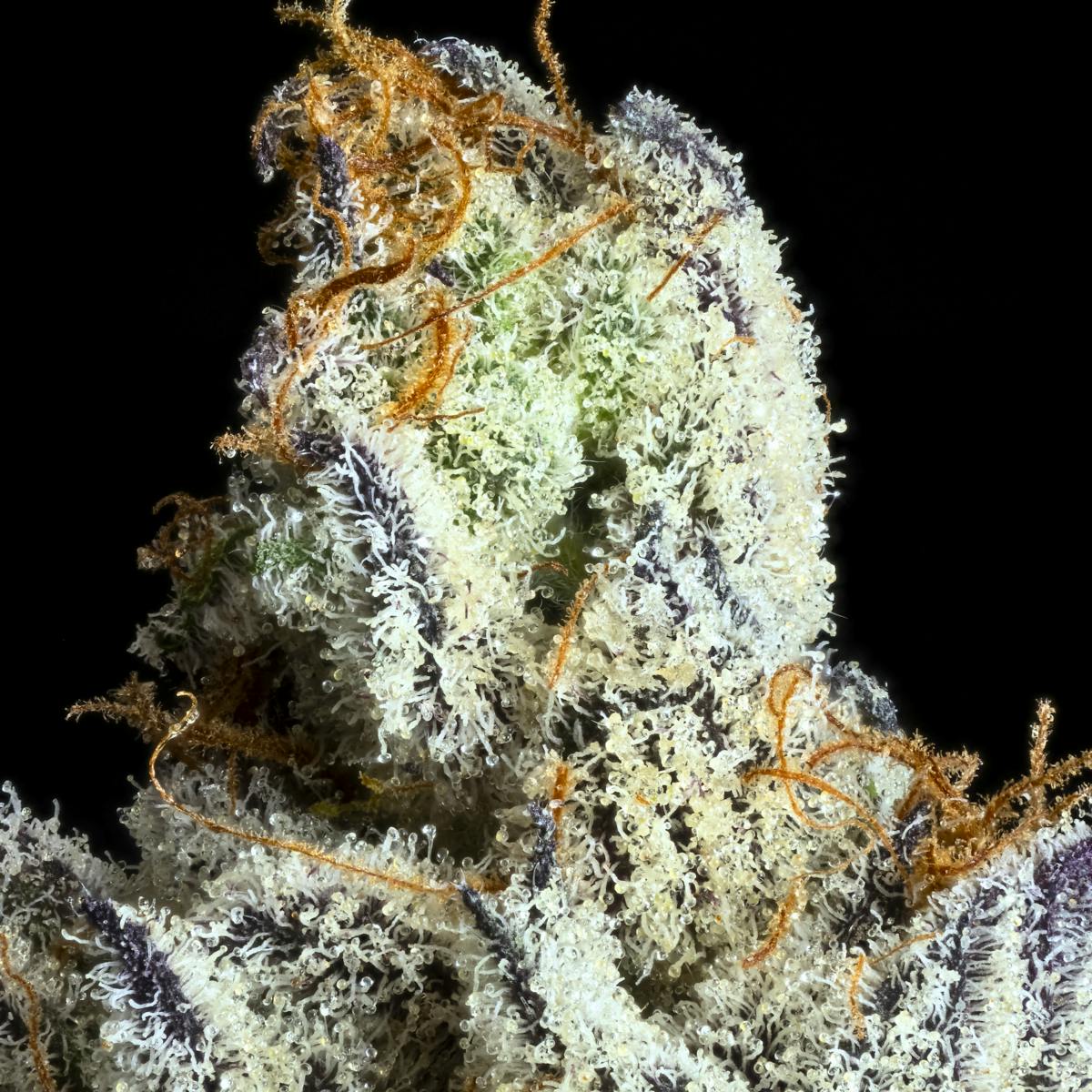 FKAFL All-In-One Gold Blend [1g]