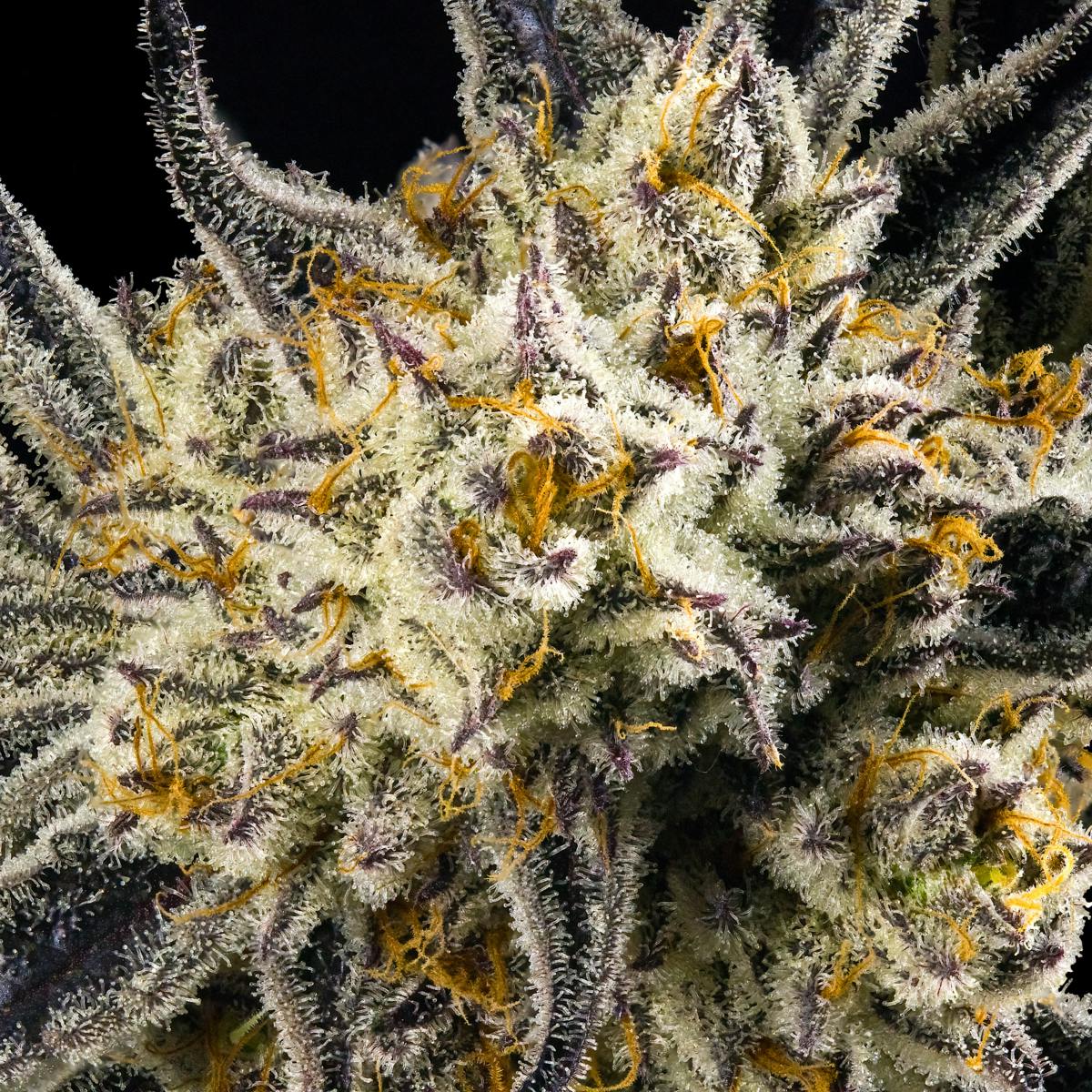 FKAFL All-In-One Gold Blend [1g]