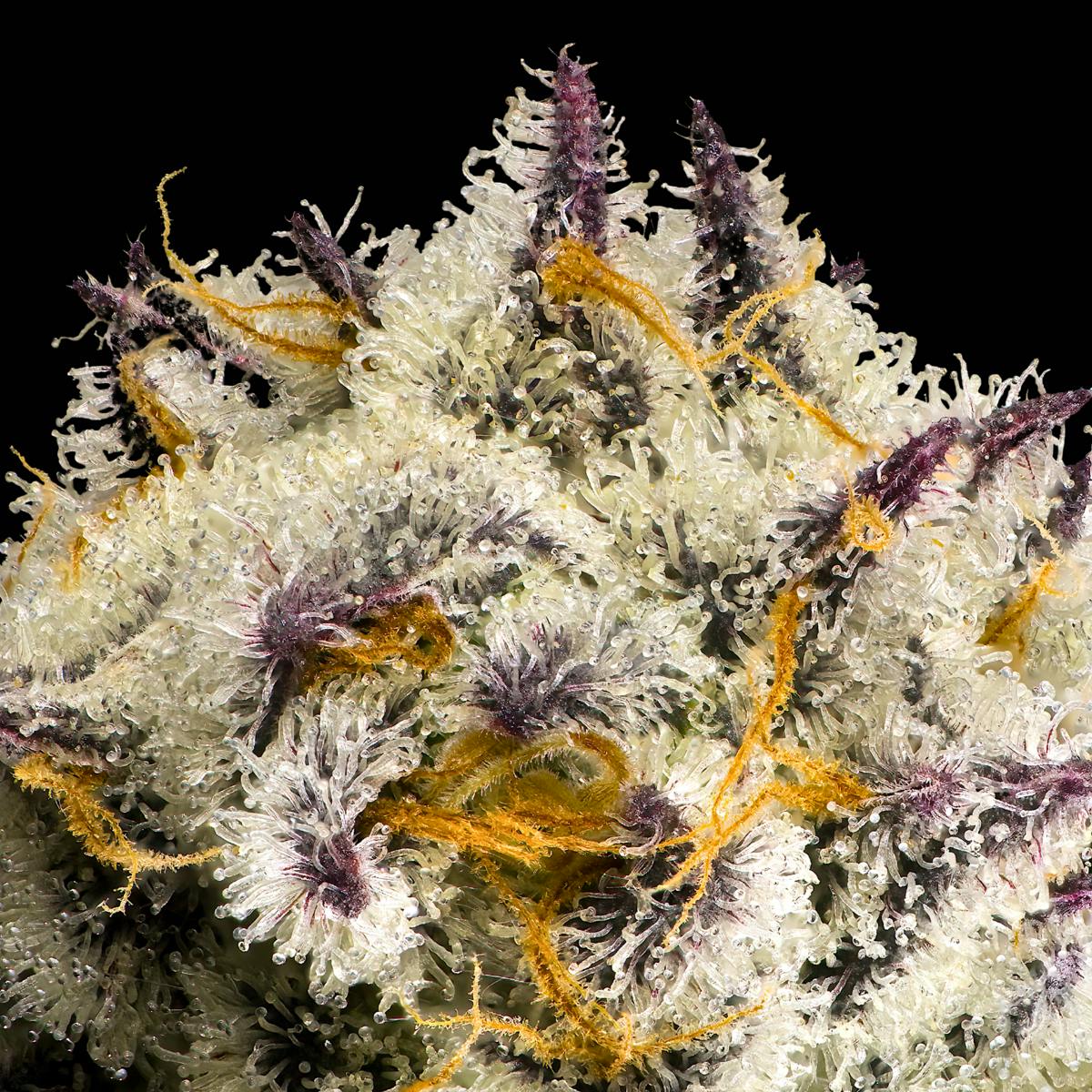 FKAFL All-In-One Gold Blend [1g]