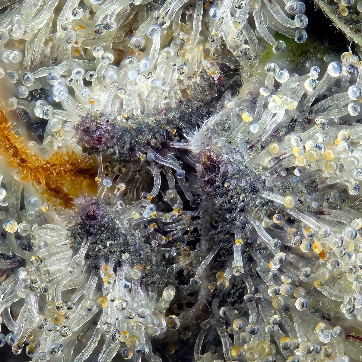 FKAFL All-In-One Gold Blend [1g]