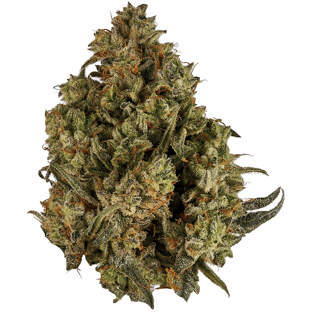 ORCHID CBD RUNTZ – 3.5g