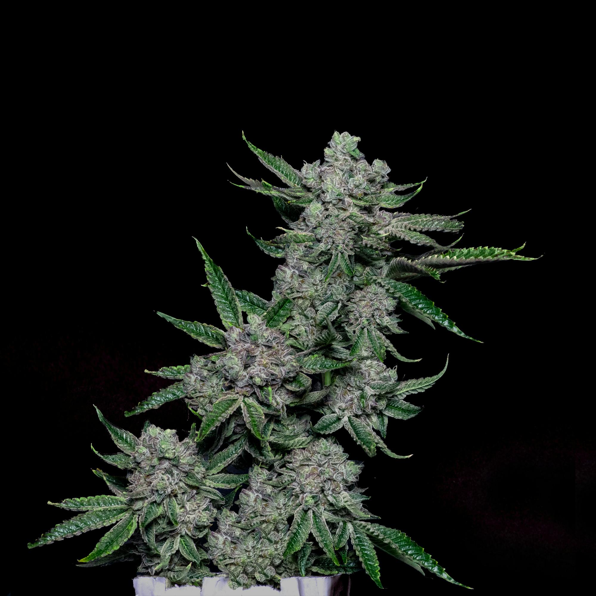 Florida Wedding Flower 14g