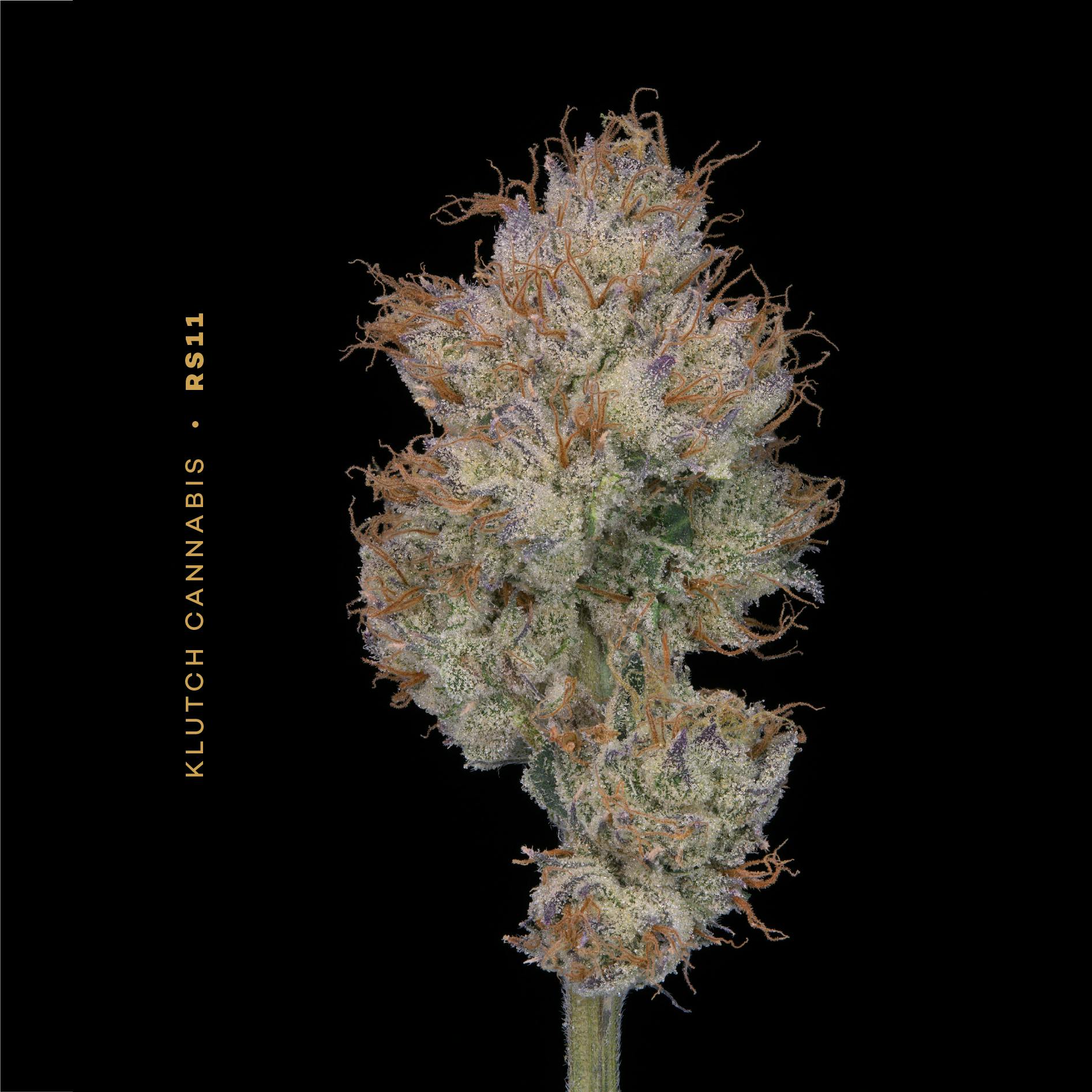 RS11 - Flower 2.83g
