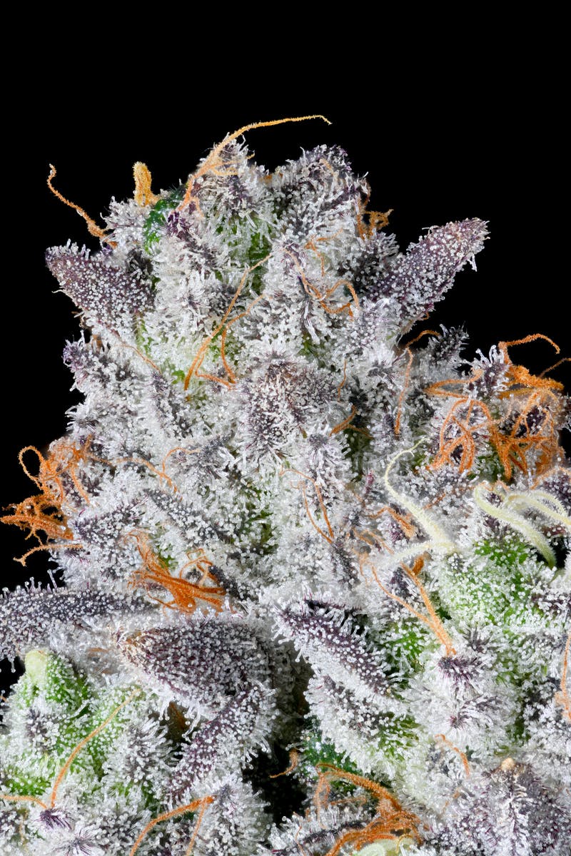 Bubble Up 3.5G 2 Bubble Up 3.5G