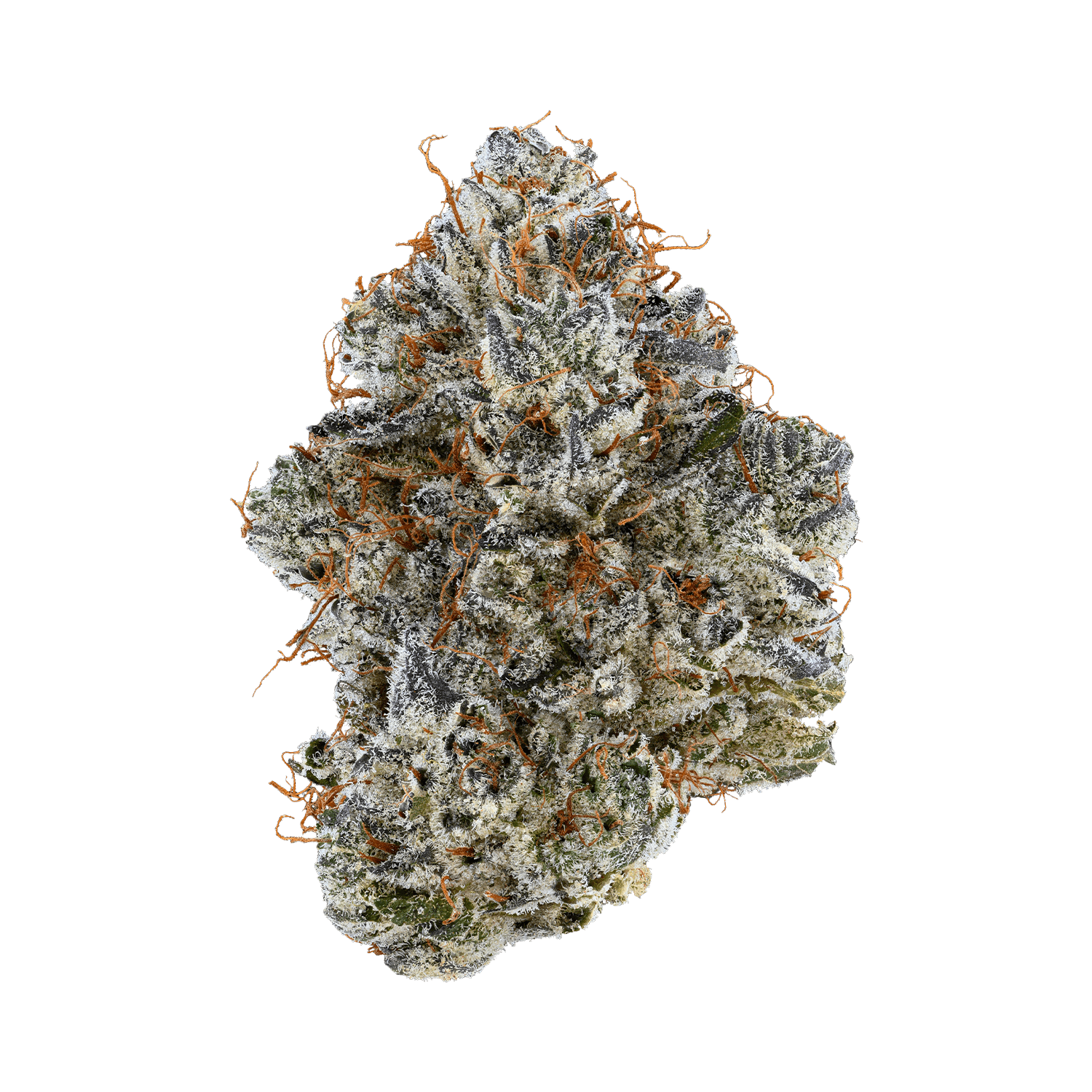 Neon Sunshine 3.5G