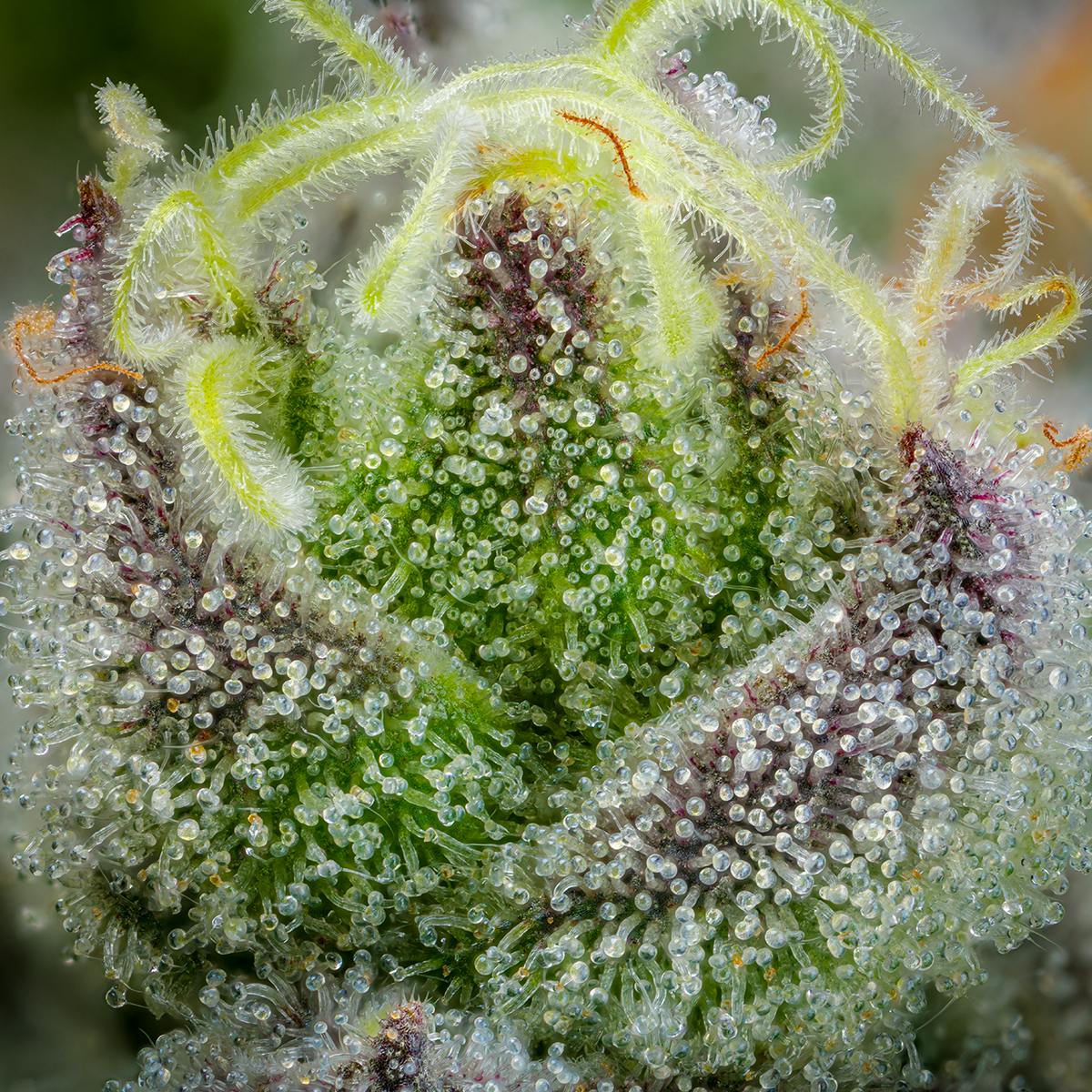 Jungle Juice - 3.5g