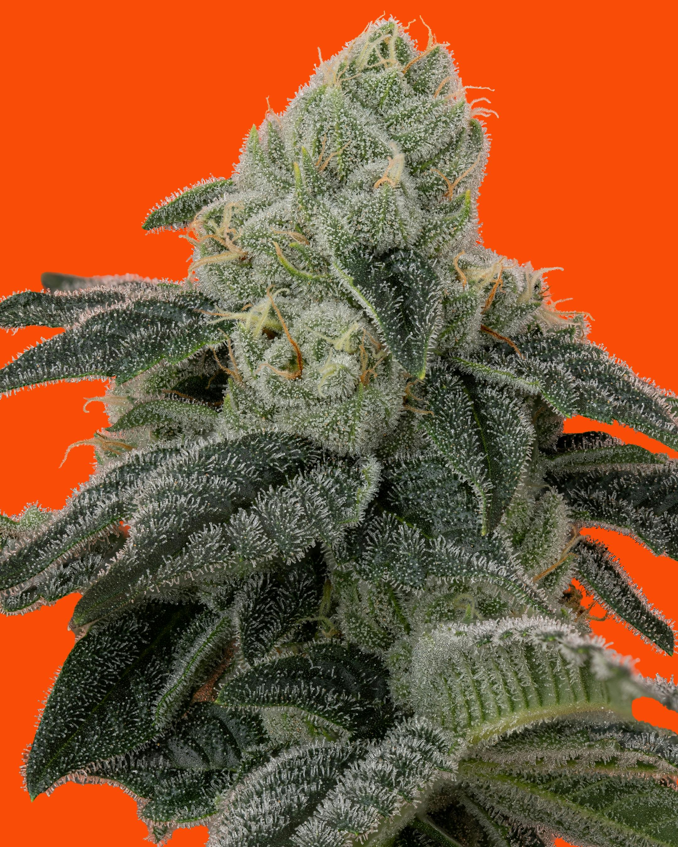 LEMON DIABLO