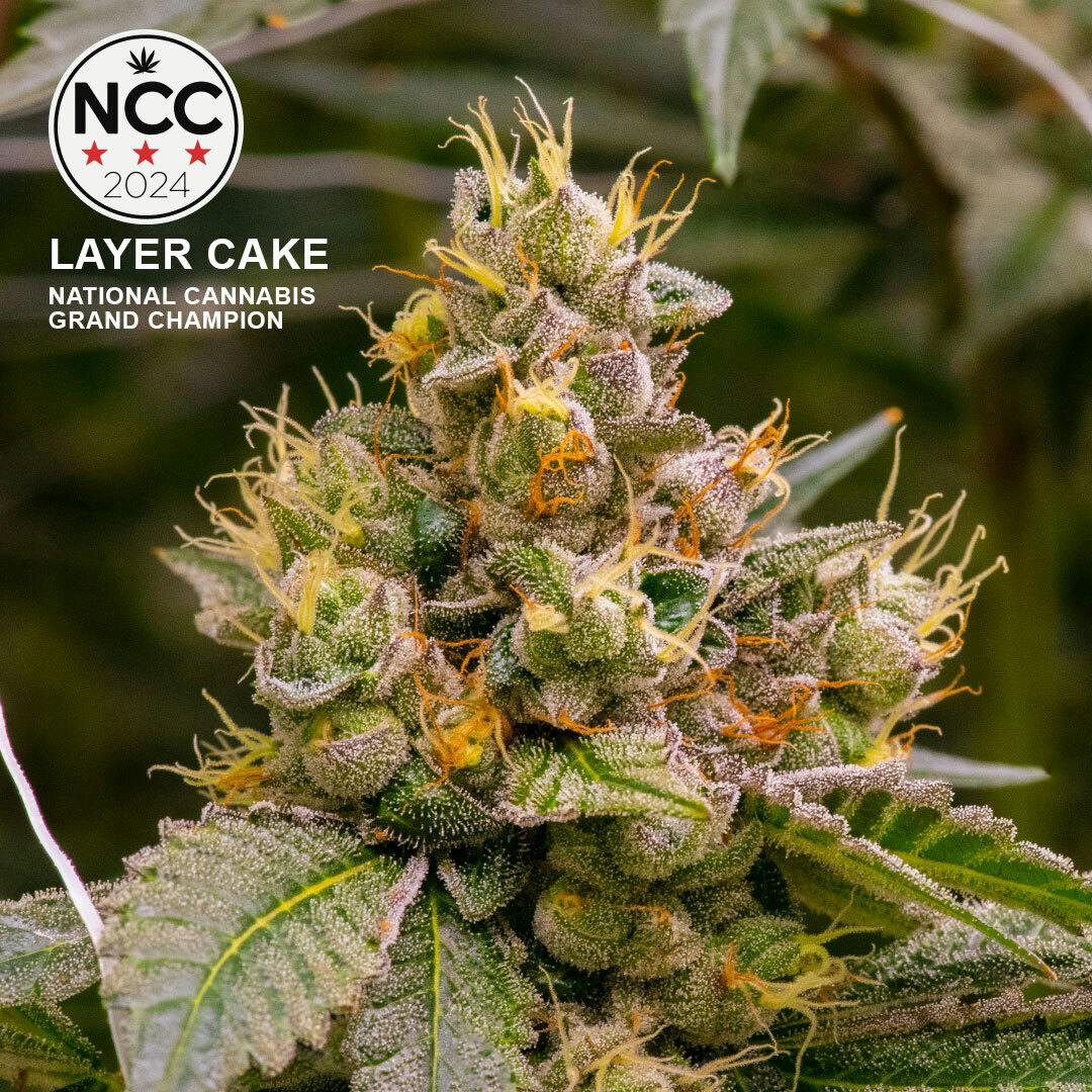 Layer Cake Flower 28g 2 Layer Cake Flower 28g