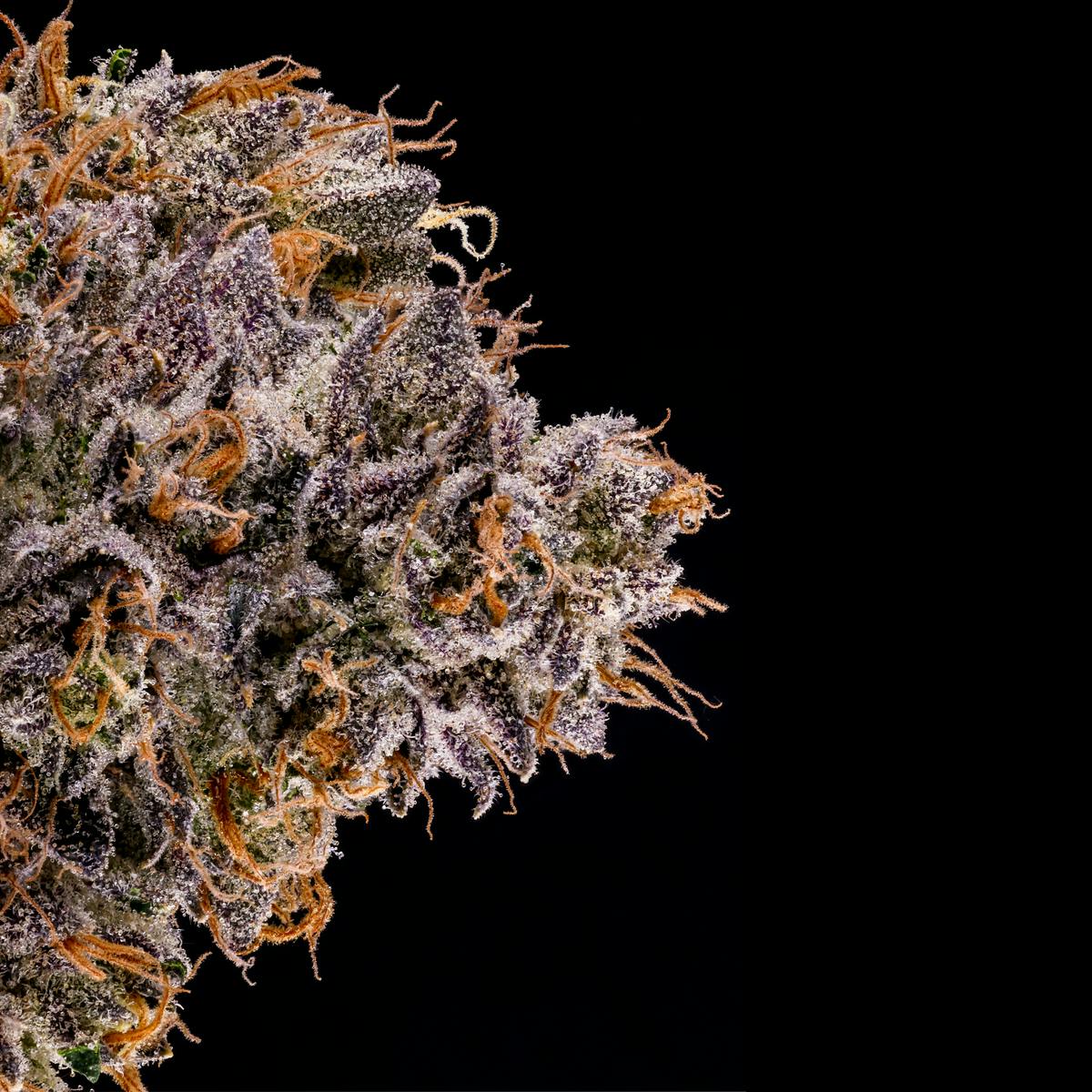Rapper Weed 1 Rapper Weed