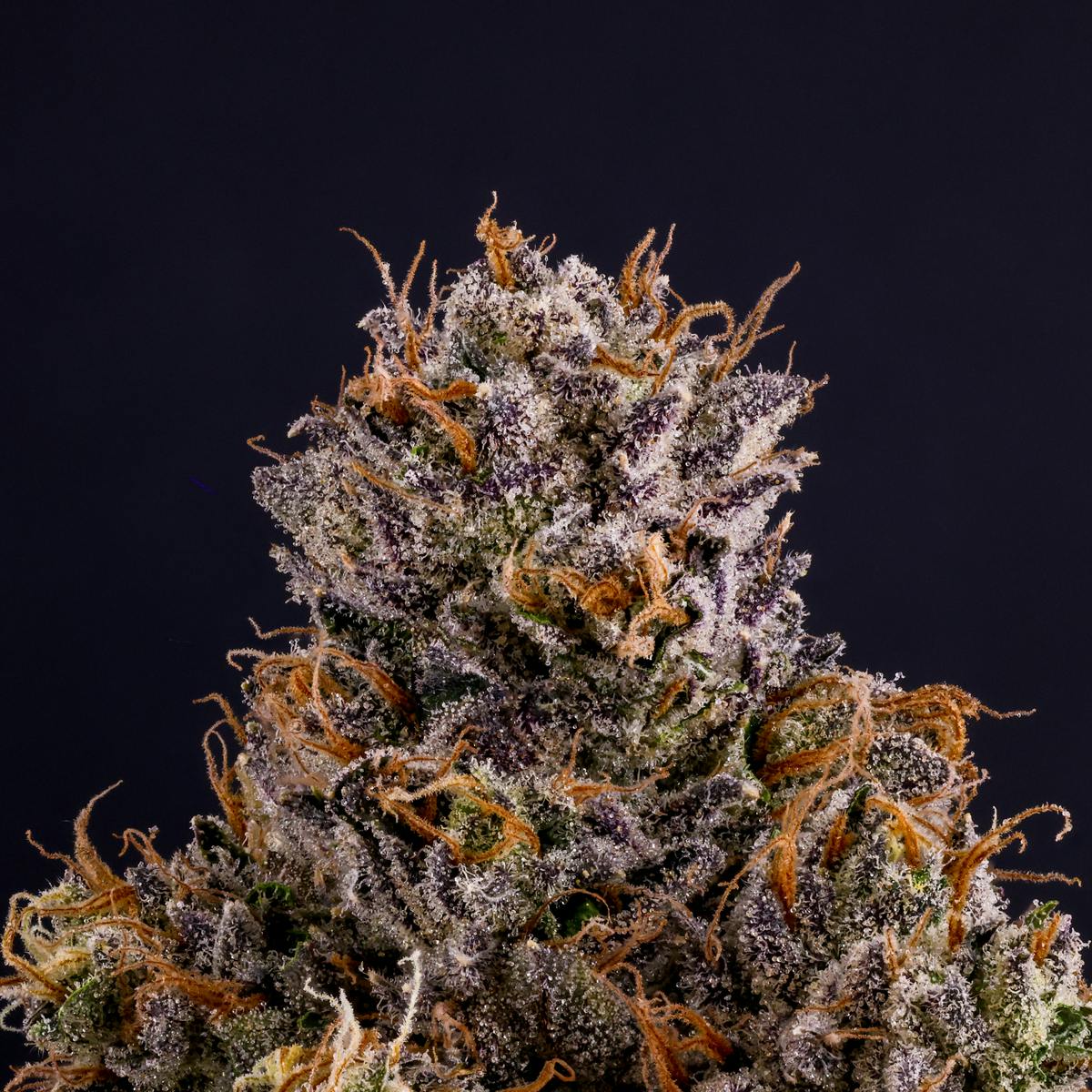 Rapper Weed 2 Rapper Weed
