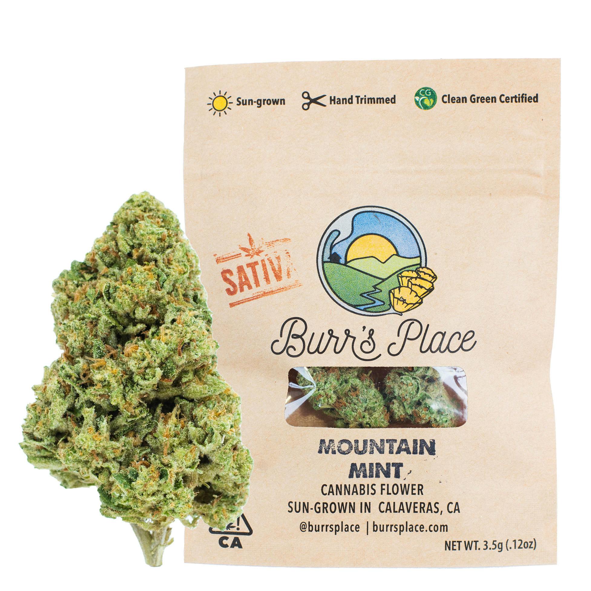 Burr’s Place | Mountain Mint - 3.5g Bag (Sativa) 2 Burr’s Place | Mountain Mint - 3.5g Bag (Sativa)