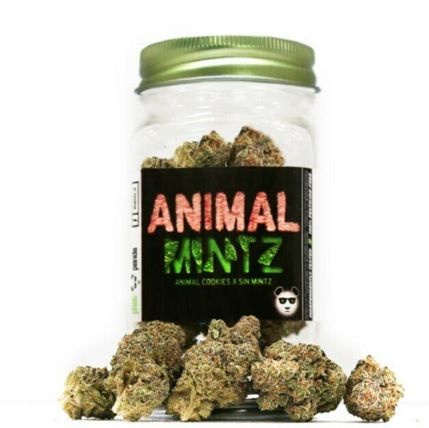 Animal Mintz - WA