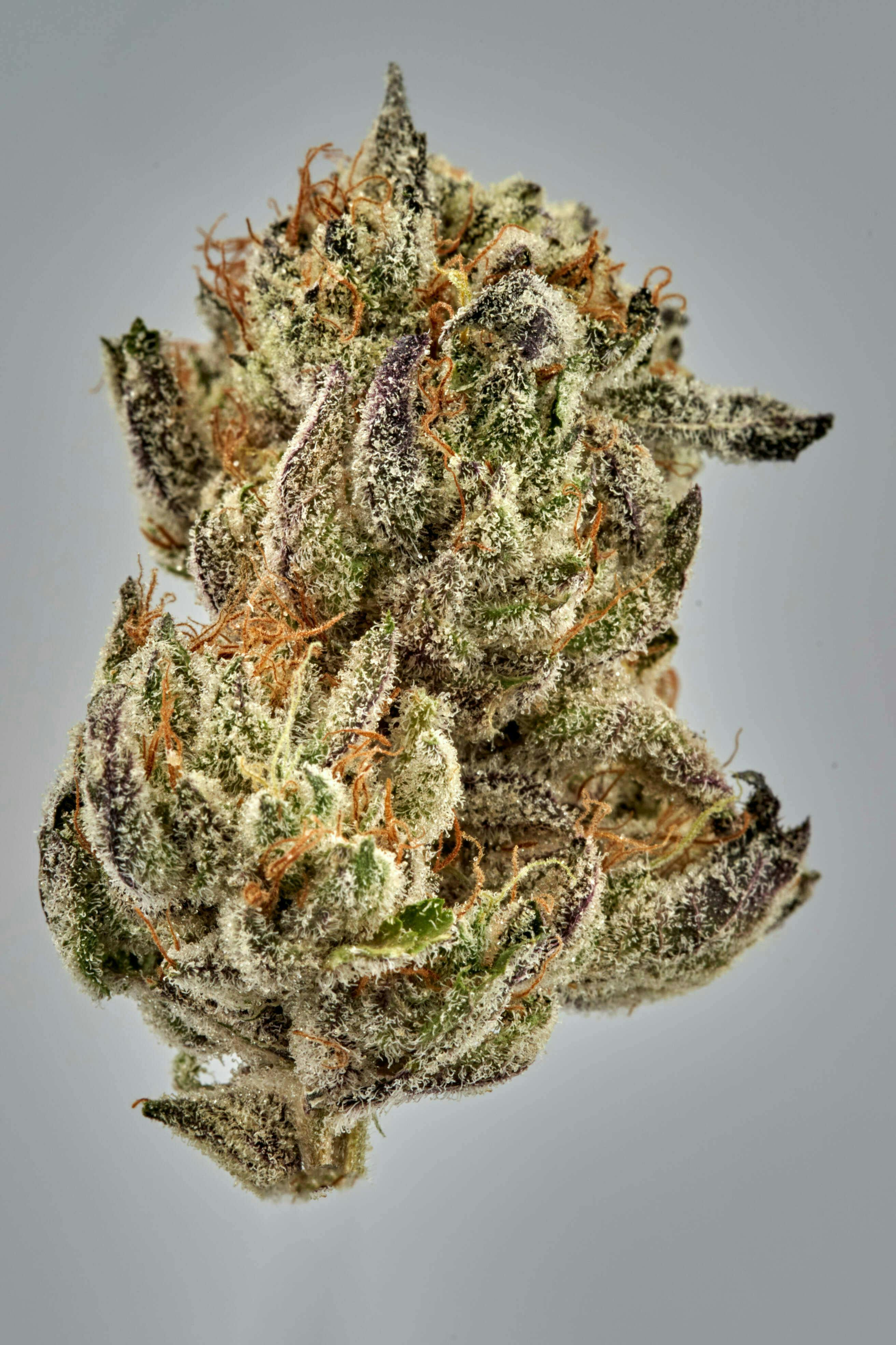 Flower - Tier 1 - GMO