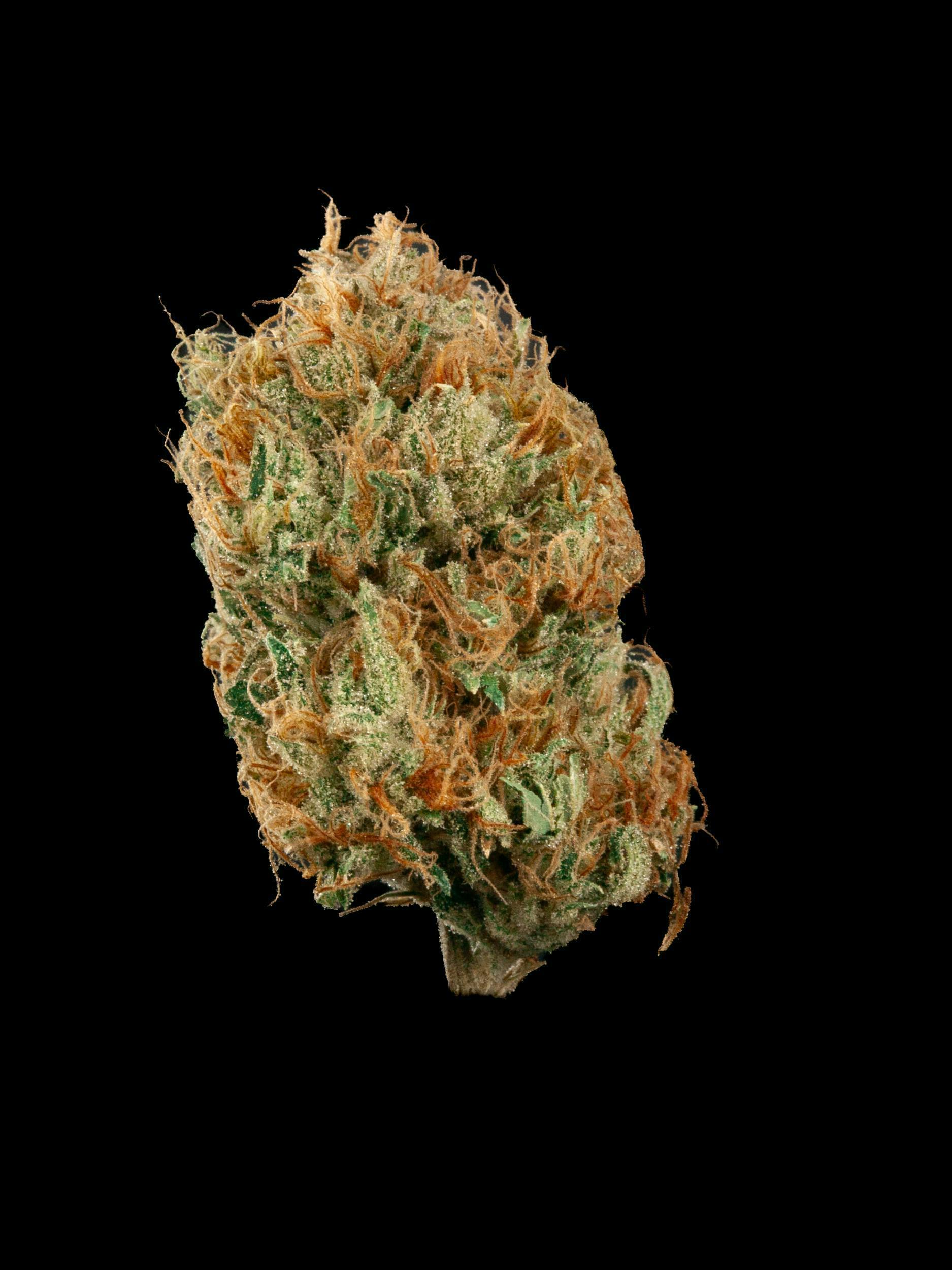 Golden Goat by Garden First