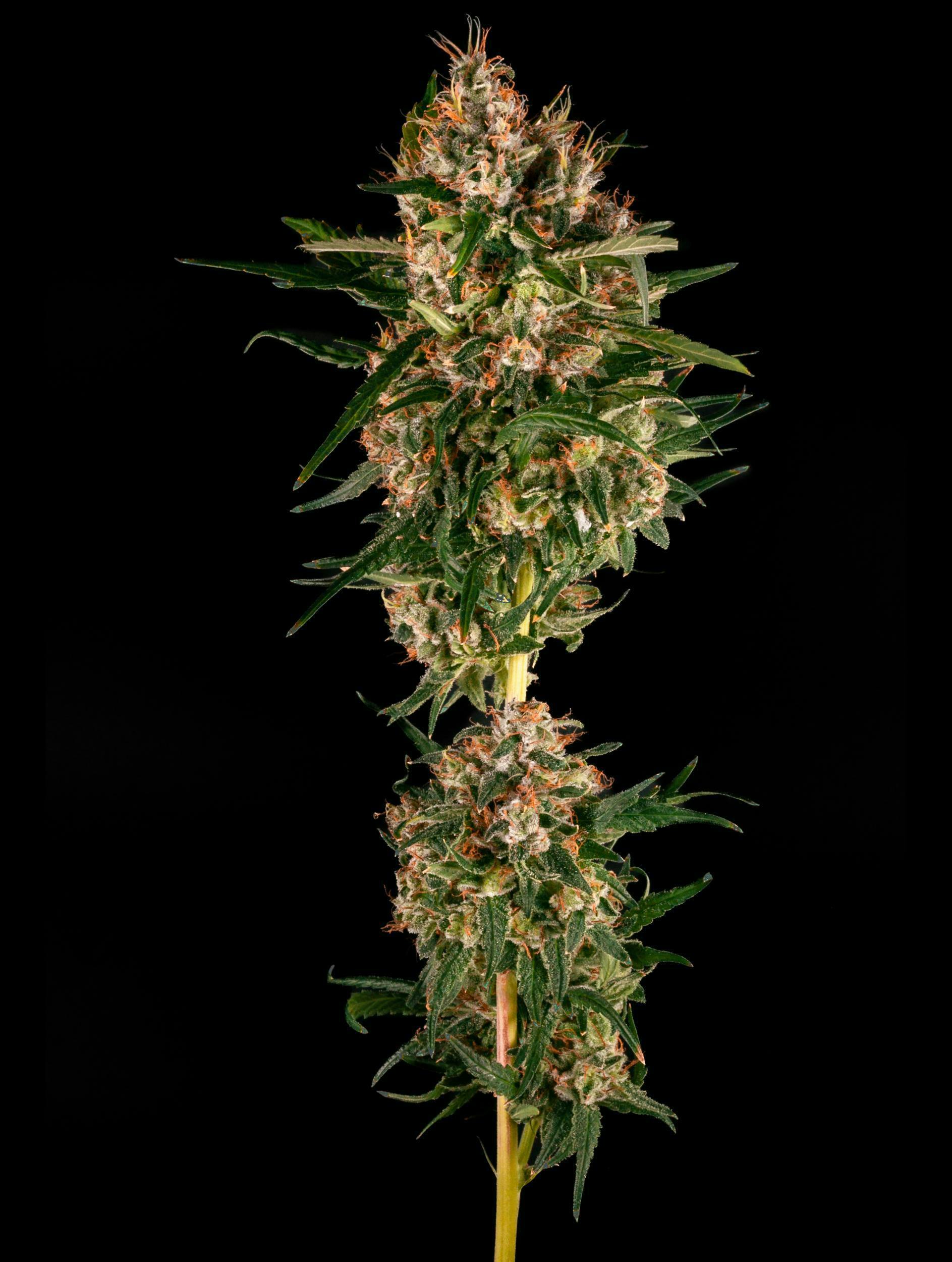 Gelato Cake by Garden First