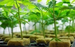 Kush Mints Clones