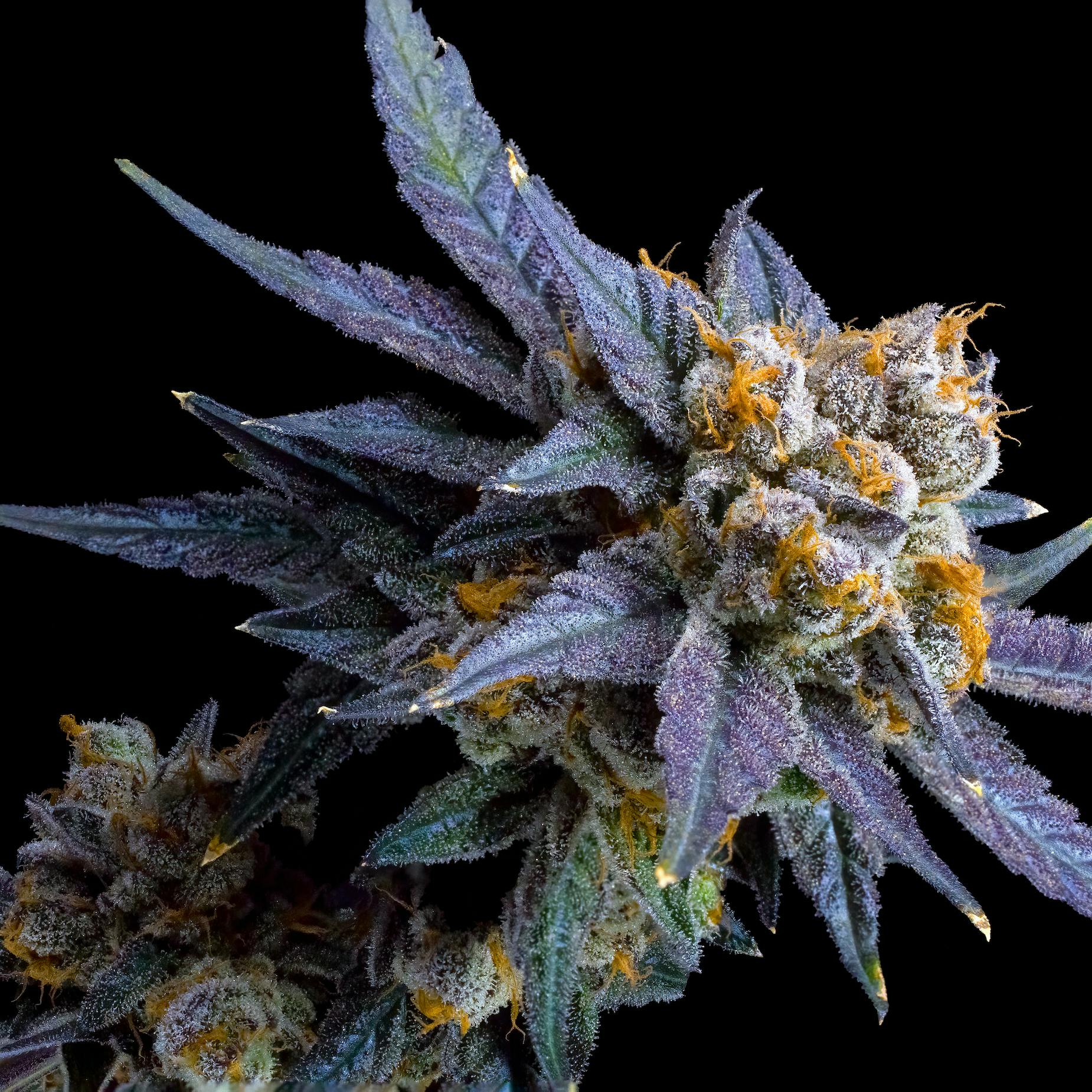 Blue Lotus 7 Blue Lotus