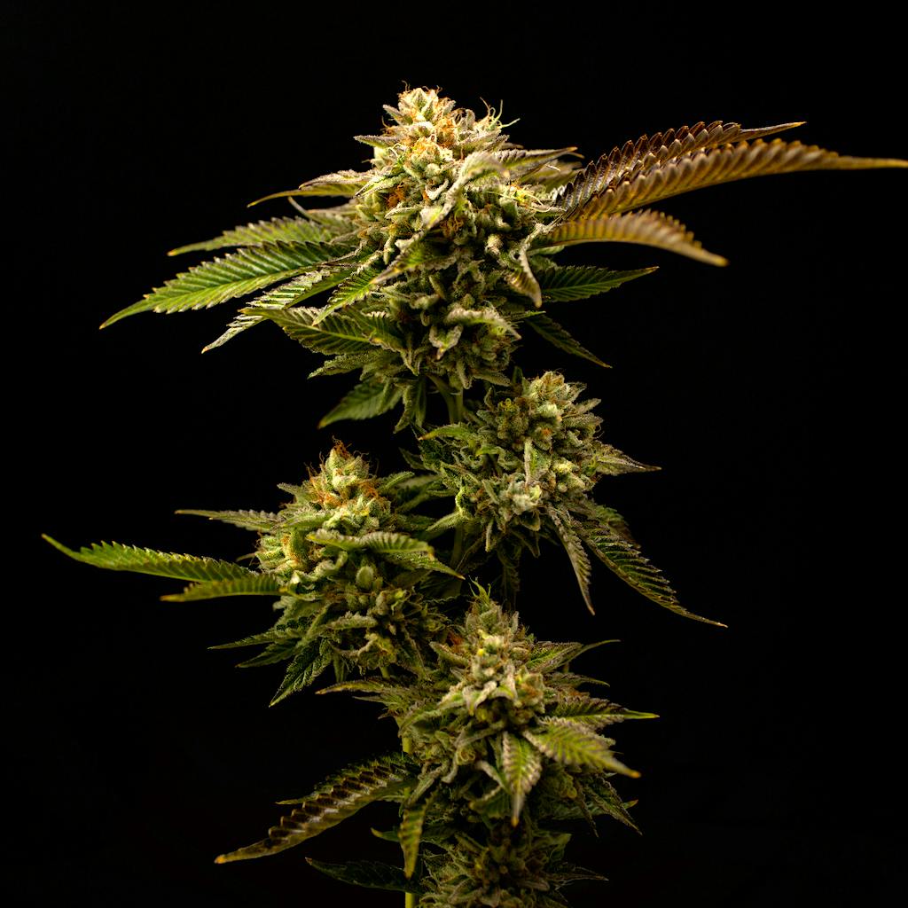 Blueberry Zkz 6 Blueberry Zkz