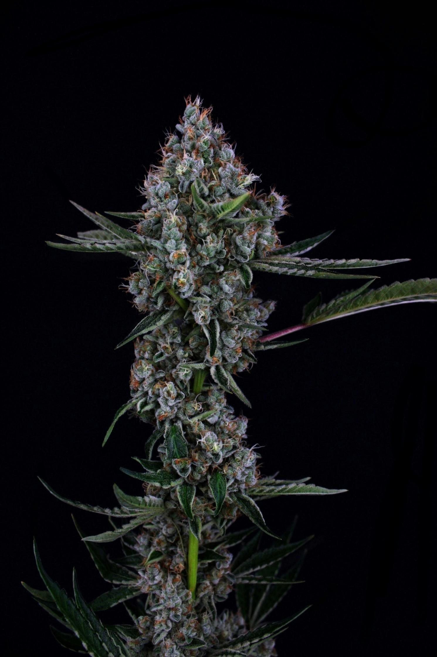 3C | Illuminati OG - 8th