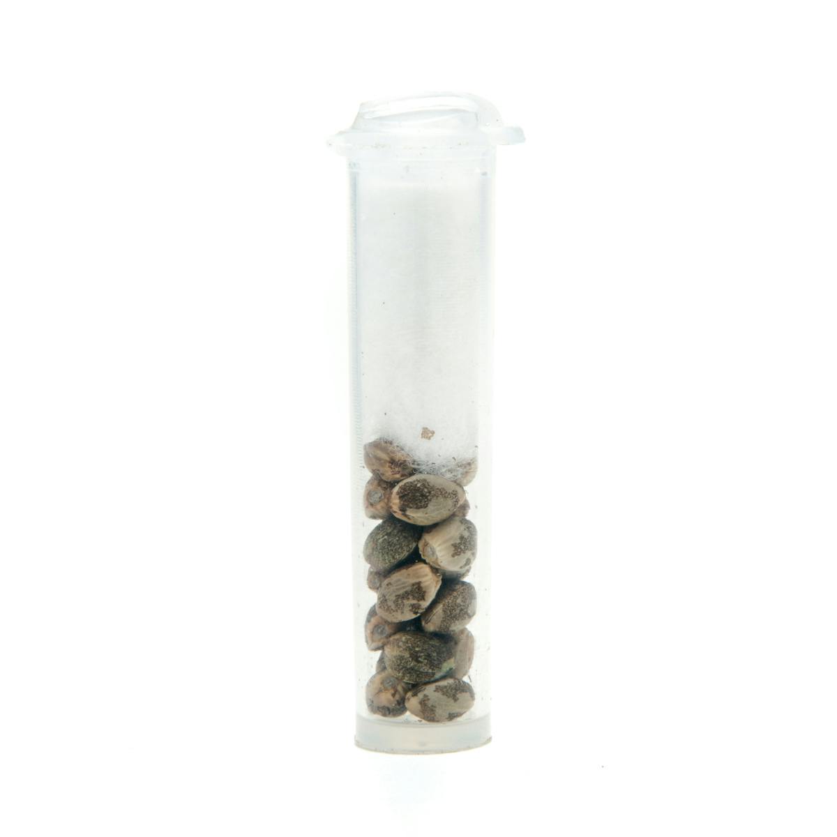 Humboldt Dream Seeds