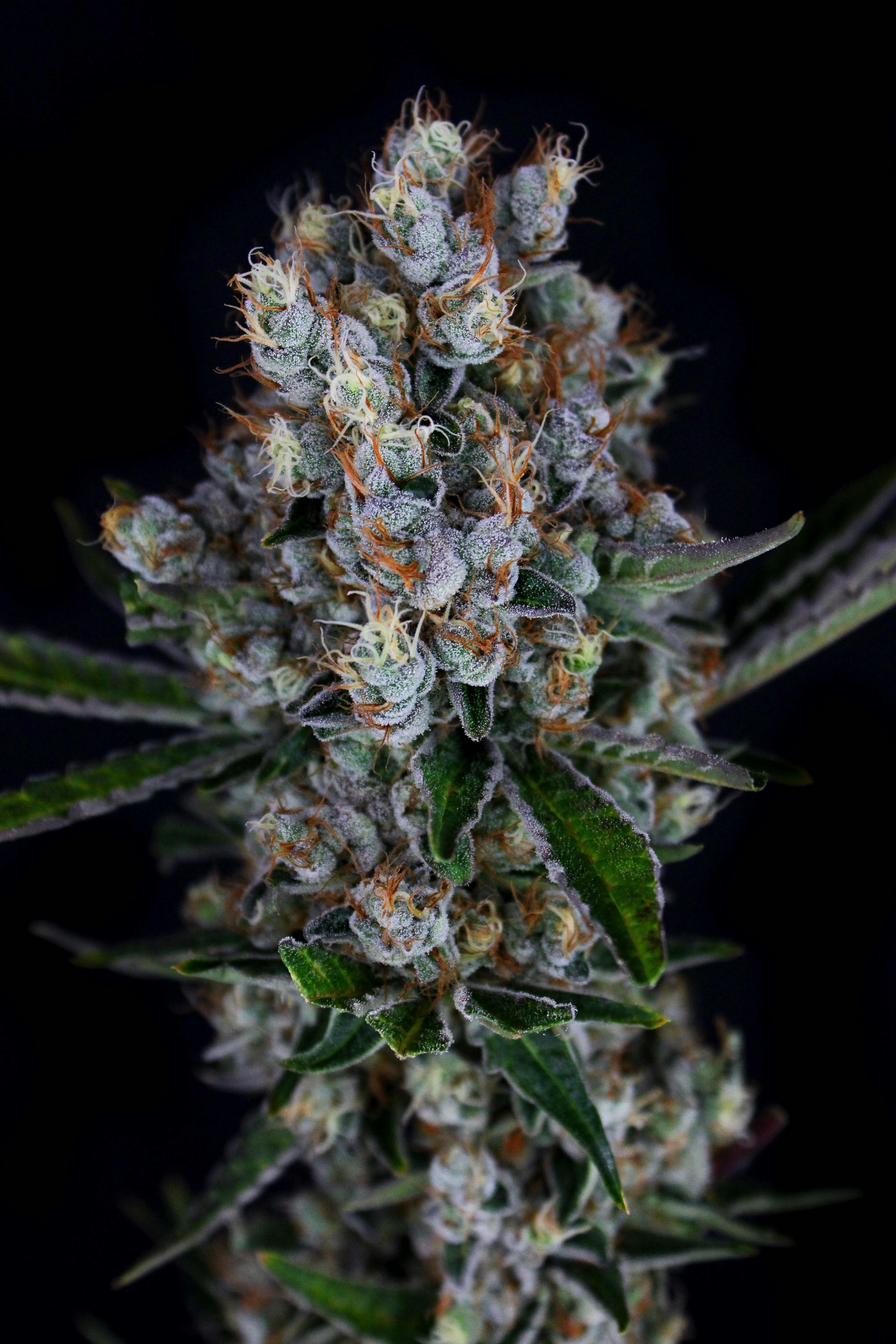 3C | Anunnaki OG - 8th