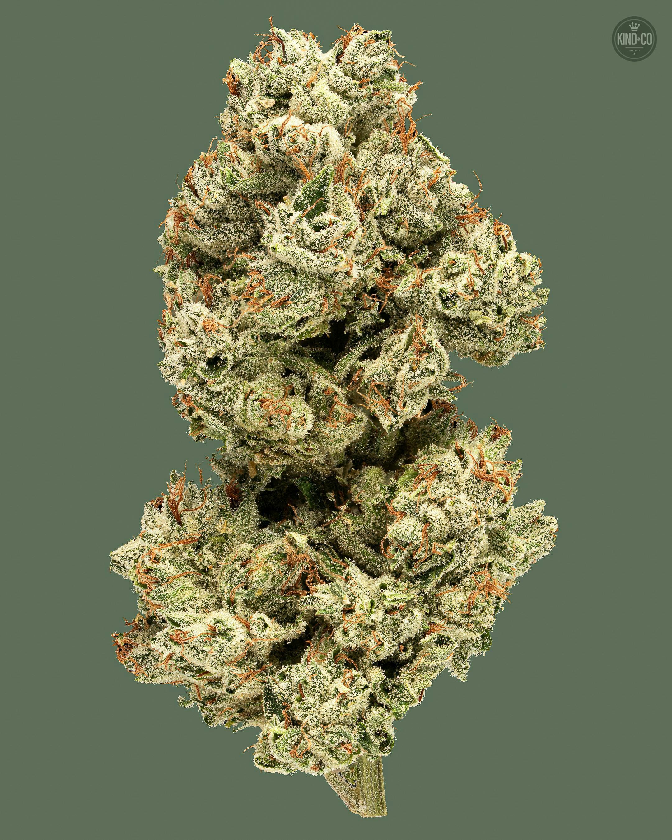 GG4 1 GG4