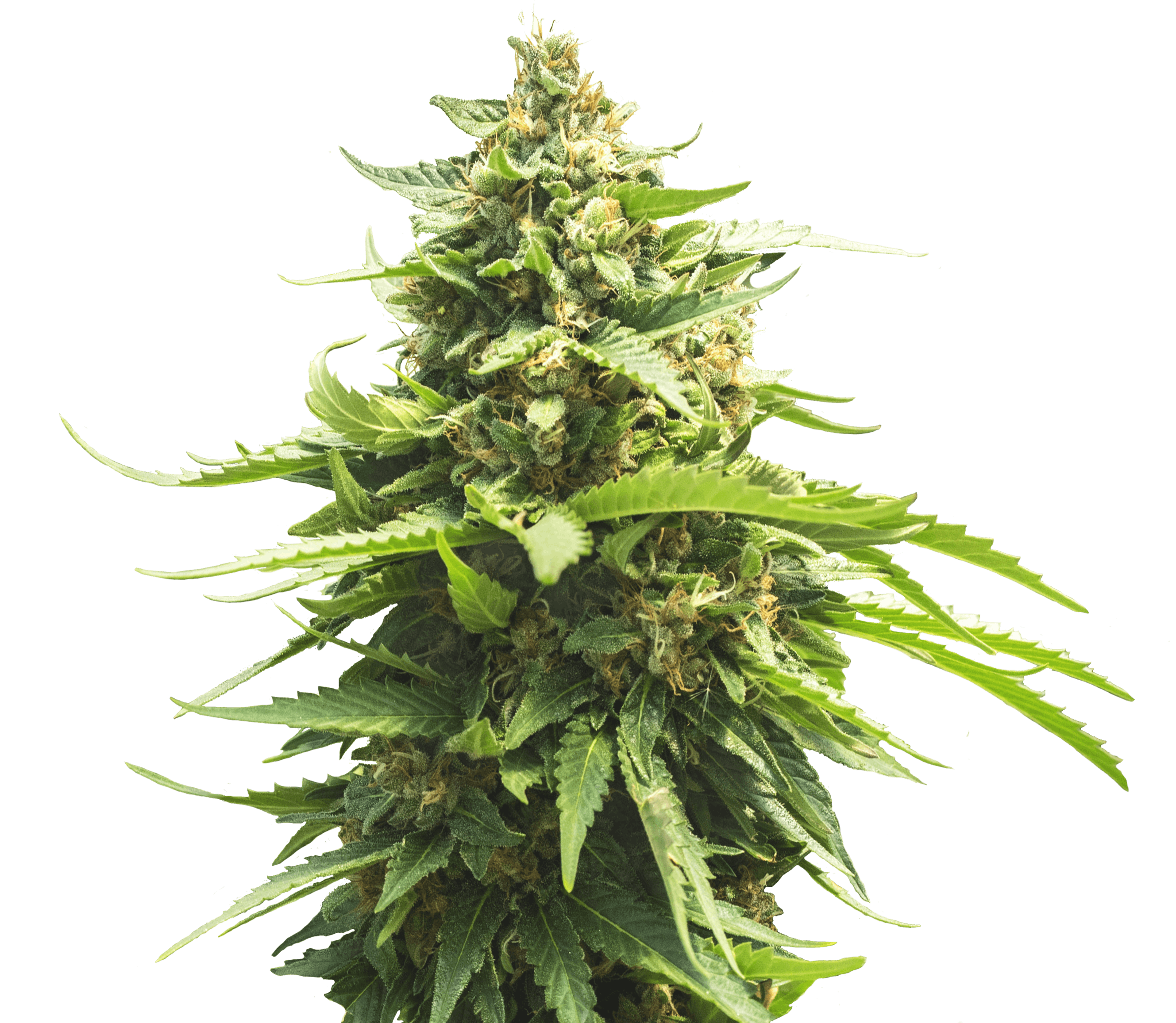 Green Crack Flower 2 Green Crack Flower