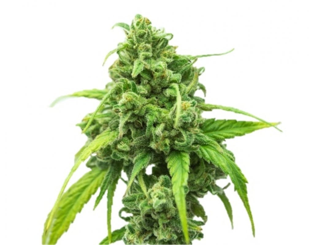 Tangerine Haze