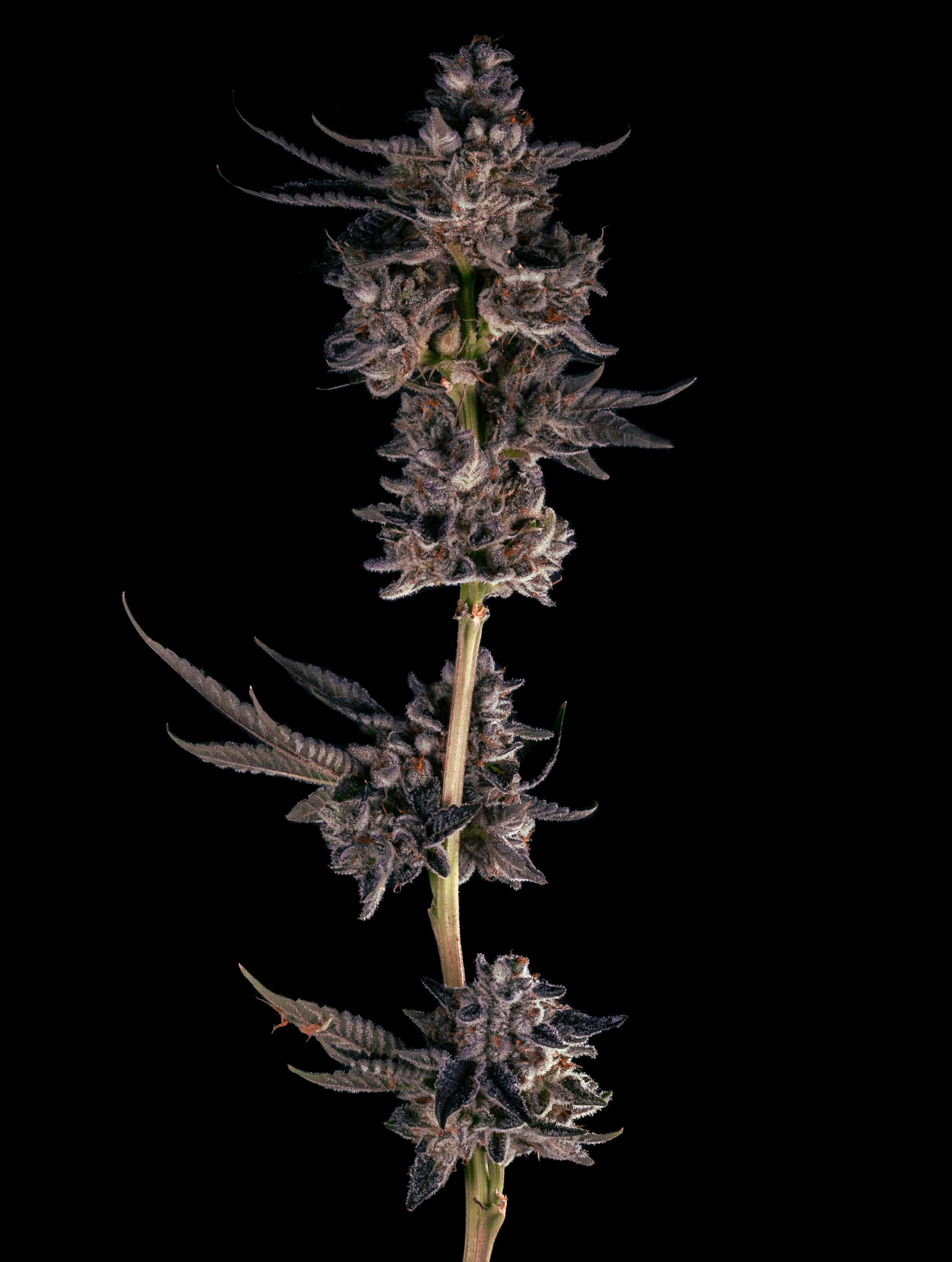Grape Cream Cake by Garden First
