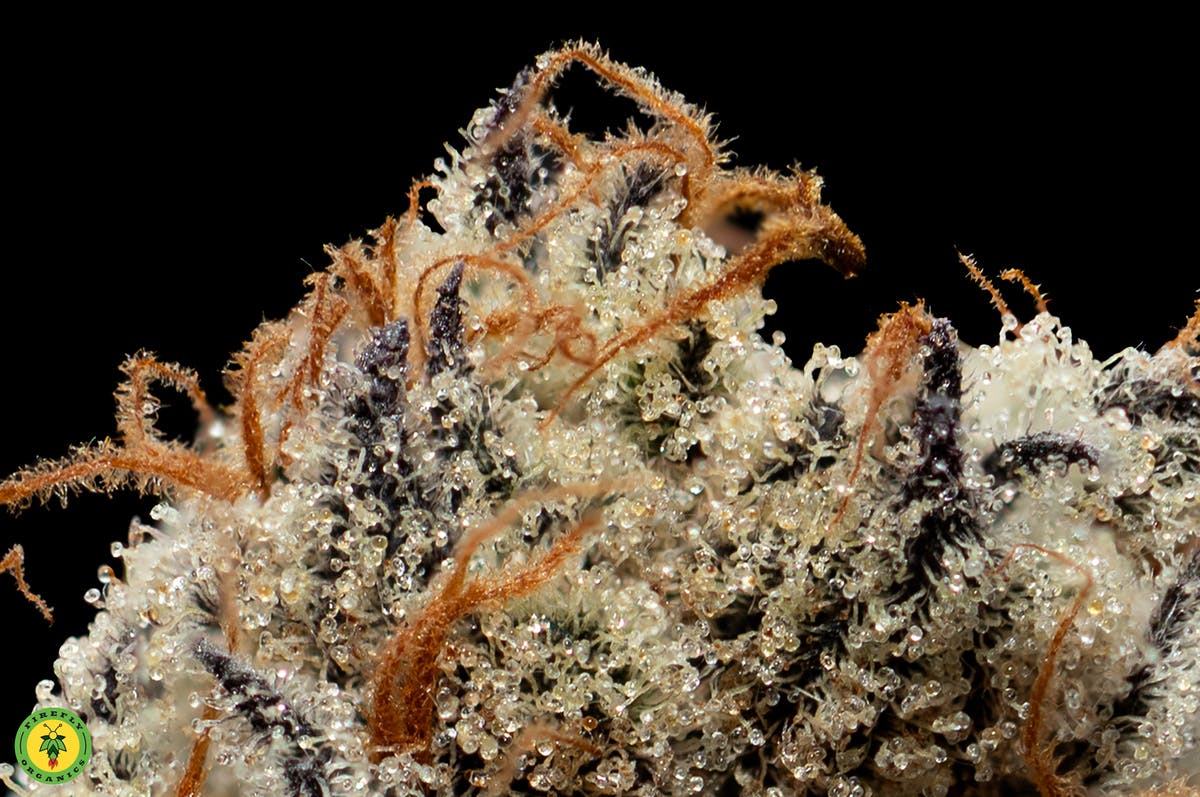 Grape Gas 2 Grape Gas