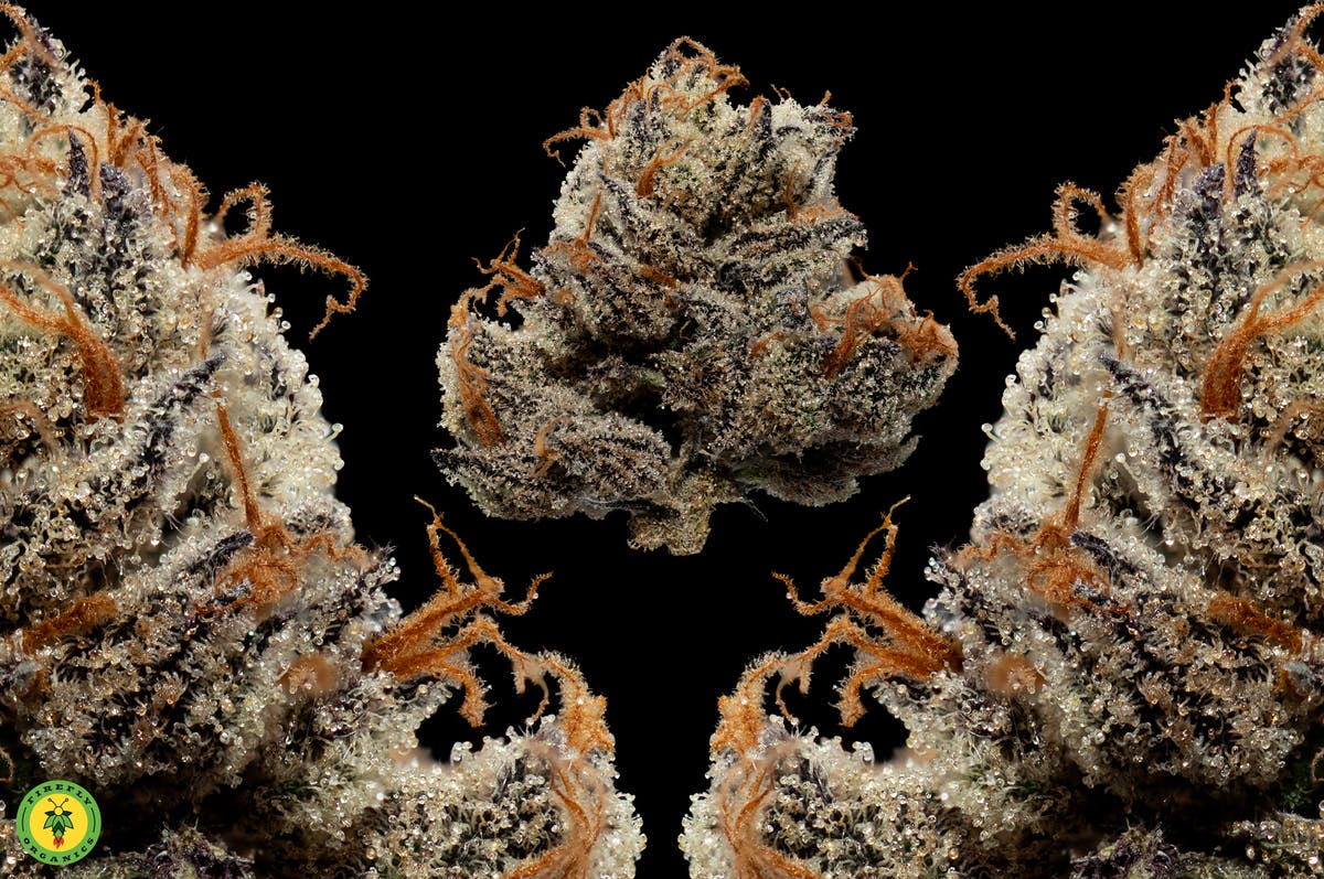 Grape Gas 3 Grape Gas