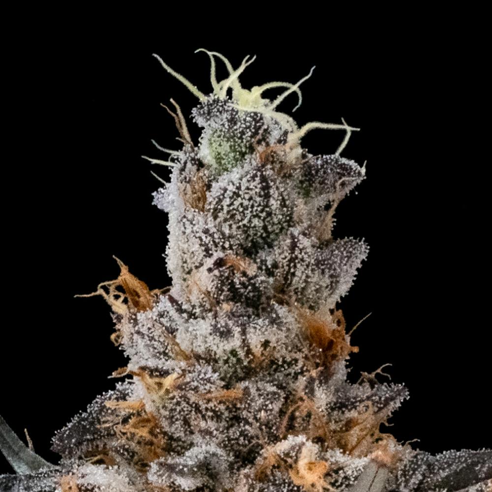 Astro Pop | Hybrid Smalls [7g]