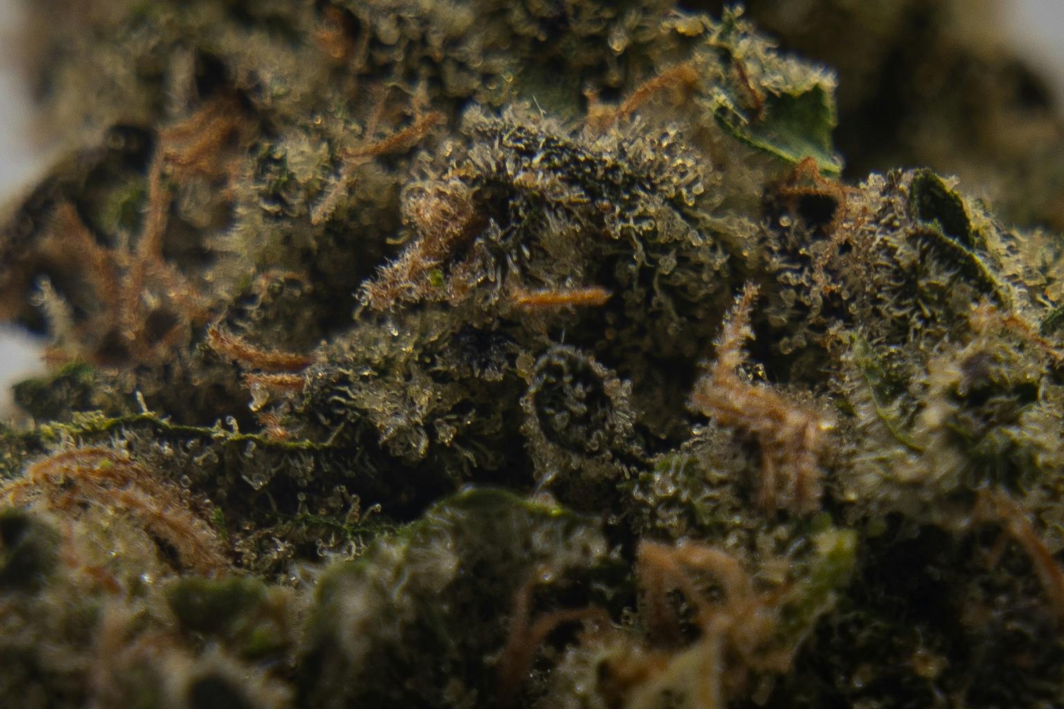 Vivid - Florida Kush - Indica