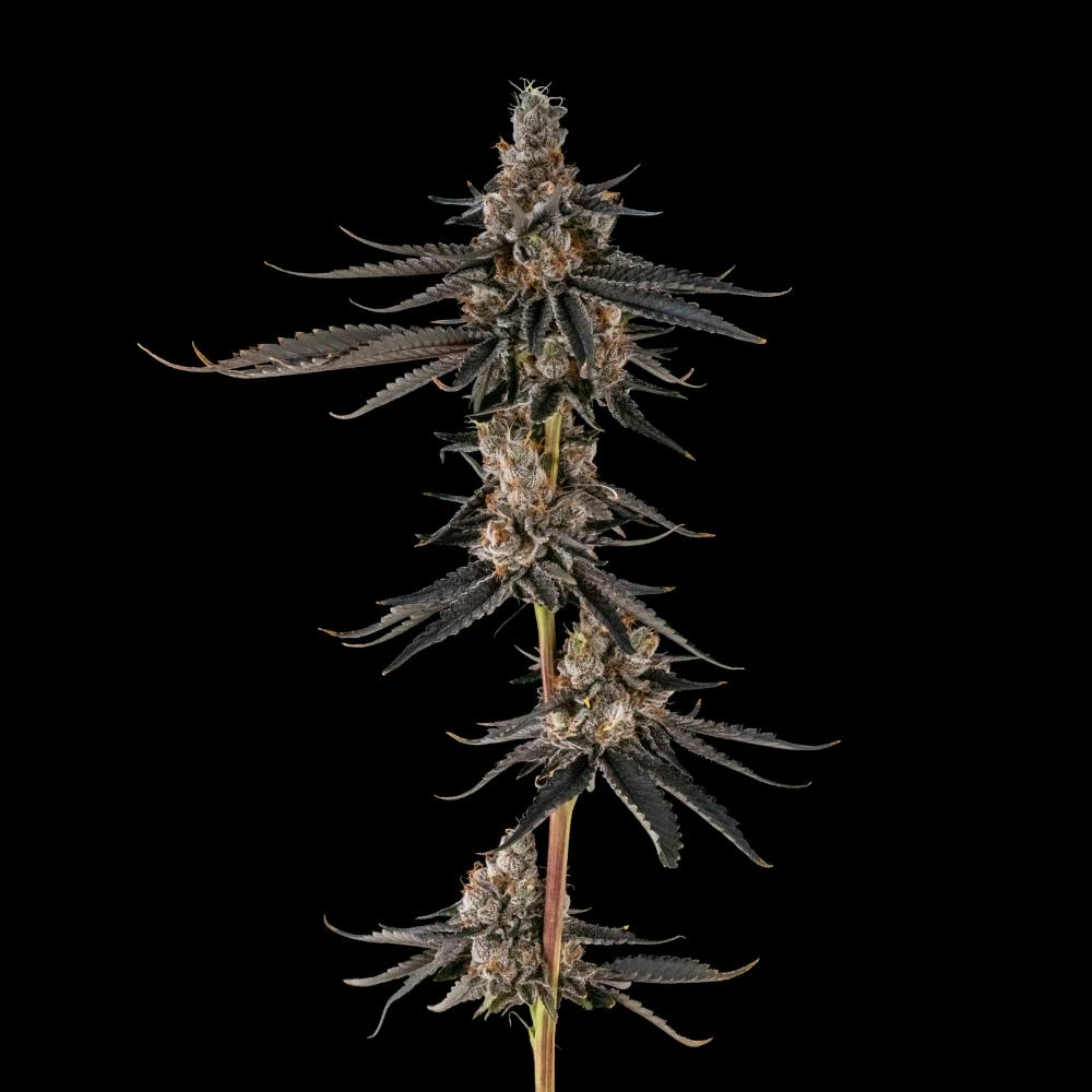 AstroPop #3 | Sativa Flower [3.5g]