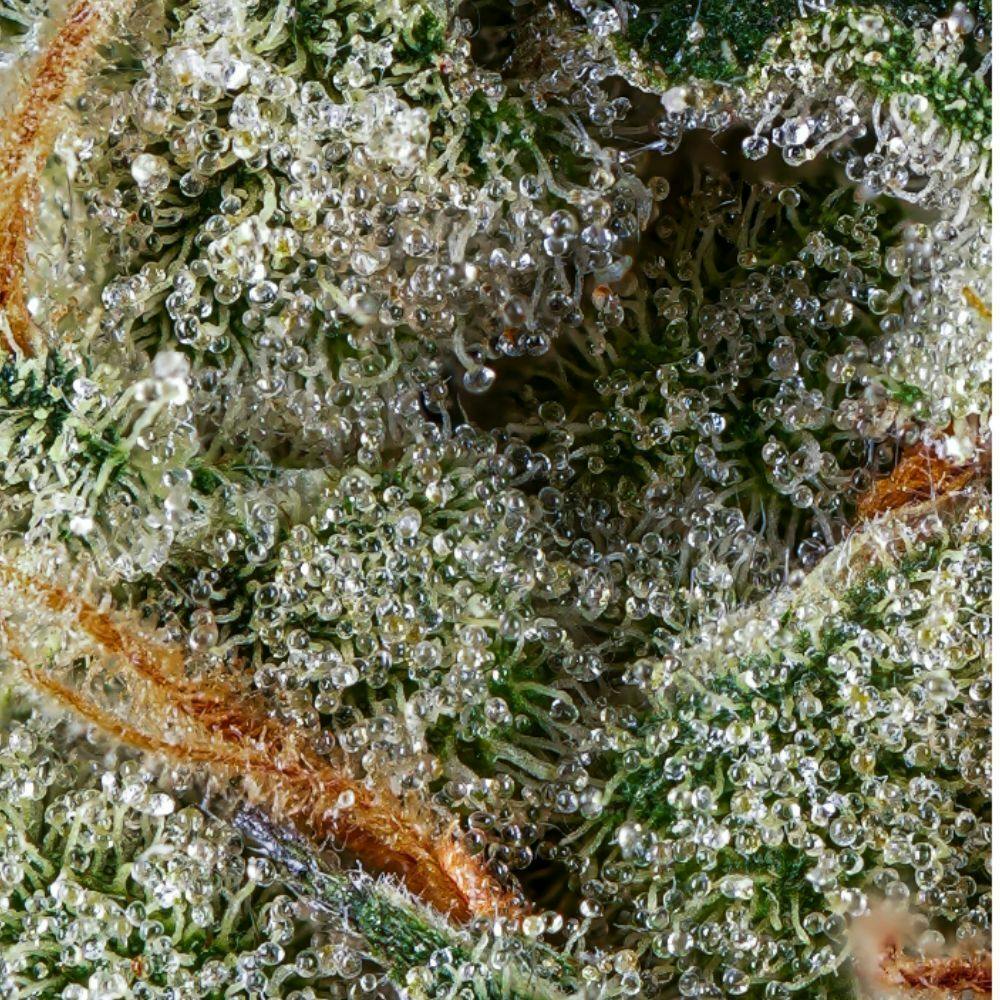 Garlic Cookies Flower 2 Garlic Cookies Flower