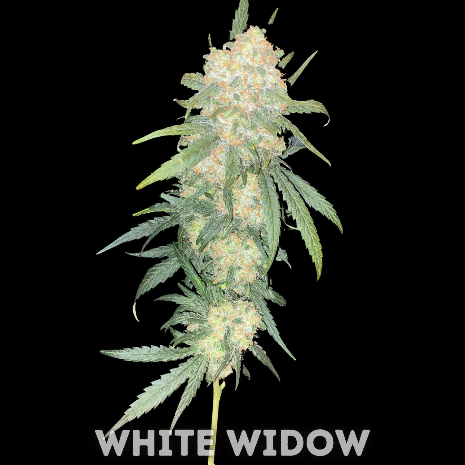 WHITE WIDOW – 1 GRAM PRE-ROLL