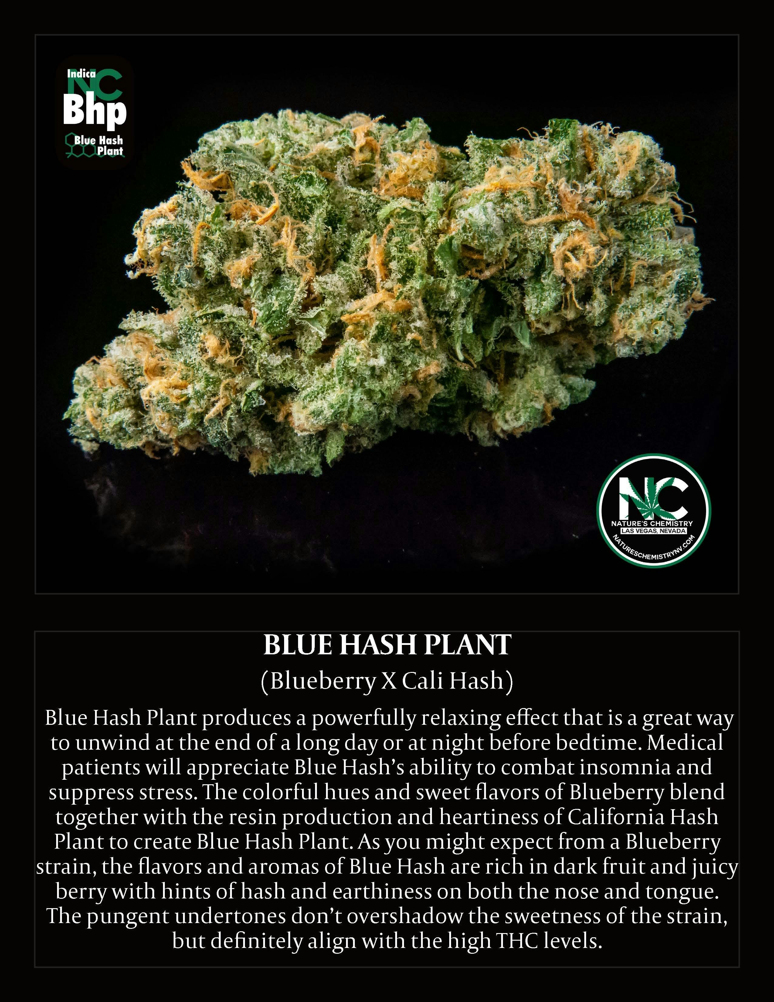Blue Hash Plant