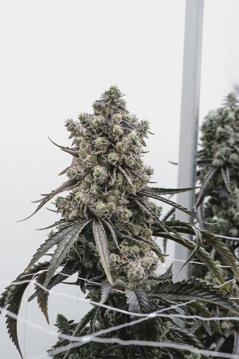 Banana Acai Mints Flower 3.5g