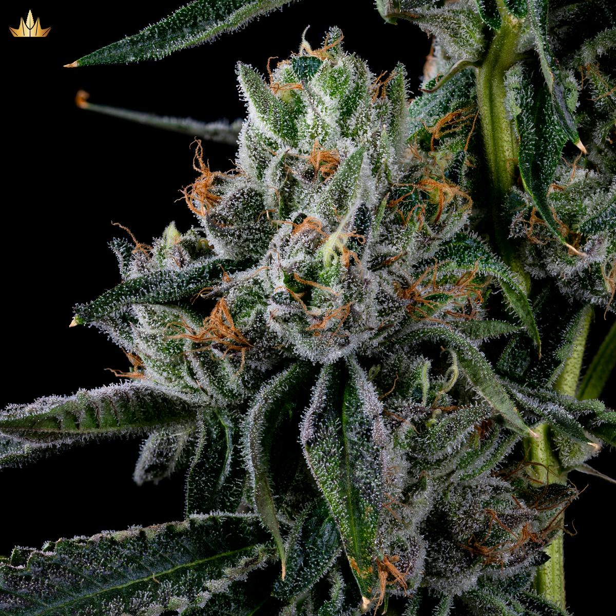 Galactic Warheadz