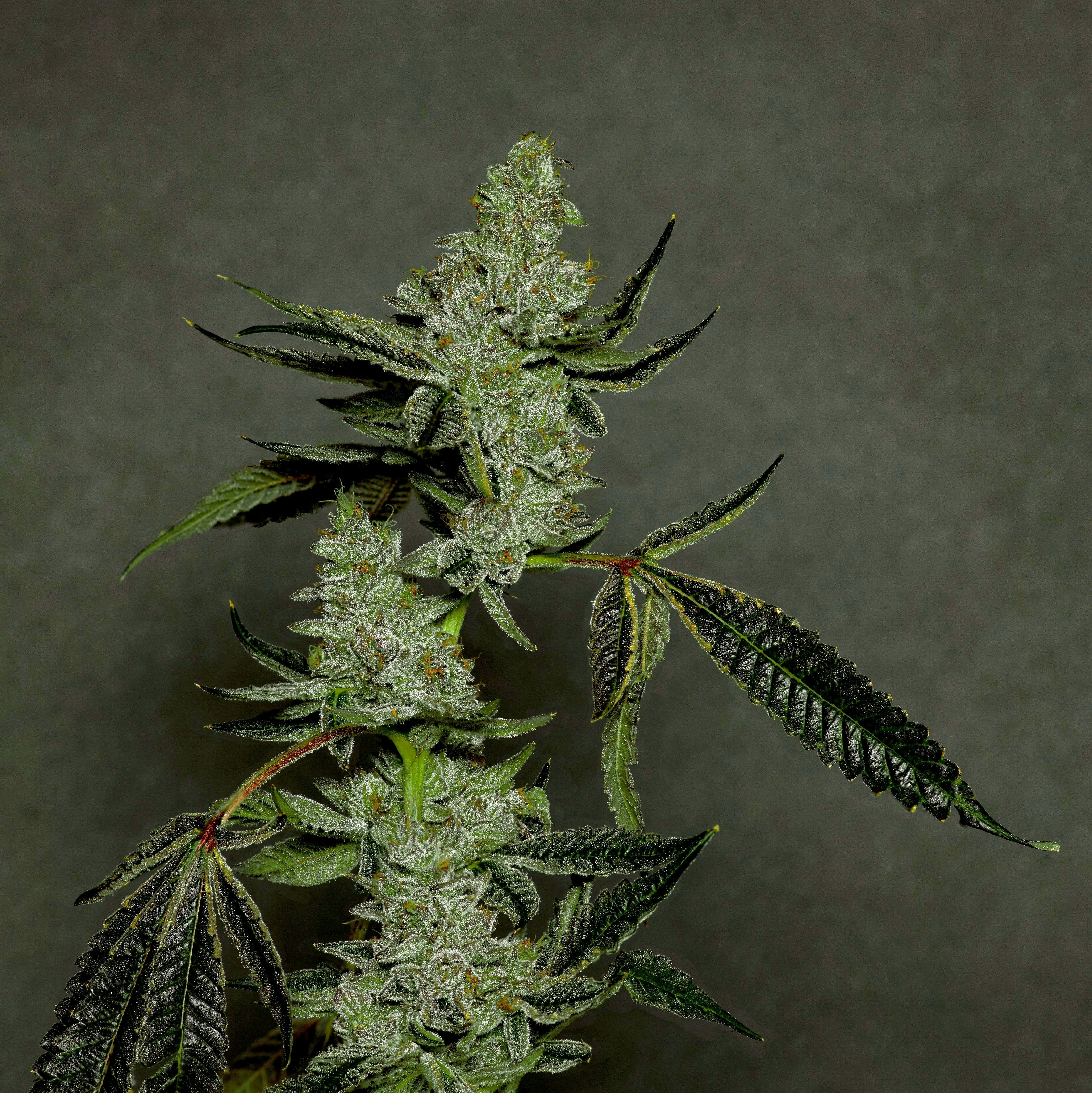 Cherry Limeade Cake Flower 14g